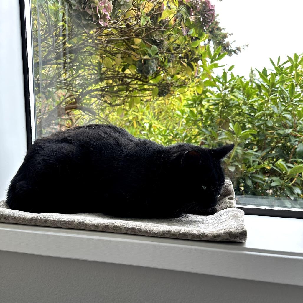 Panther, a Adoptable Domestic Short Hair in Port Townsend, WA image 4/4