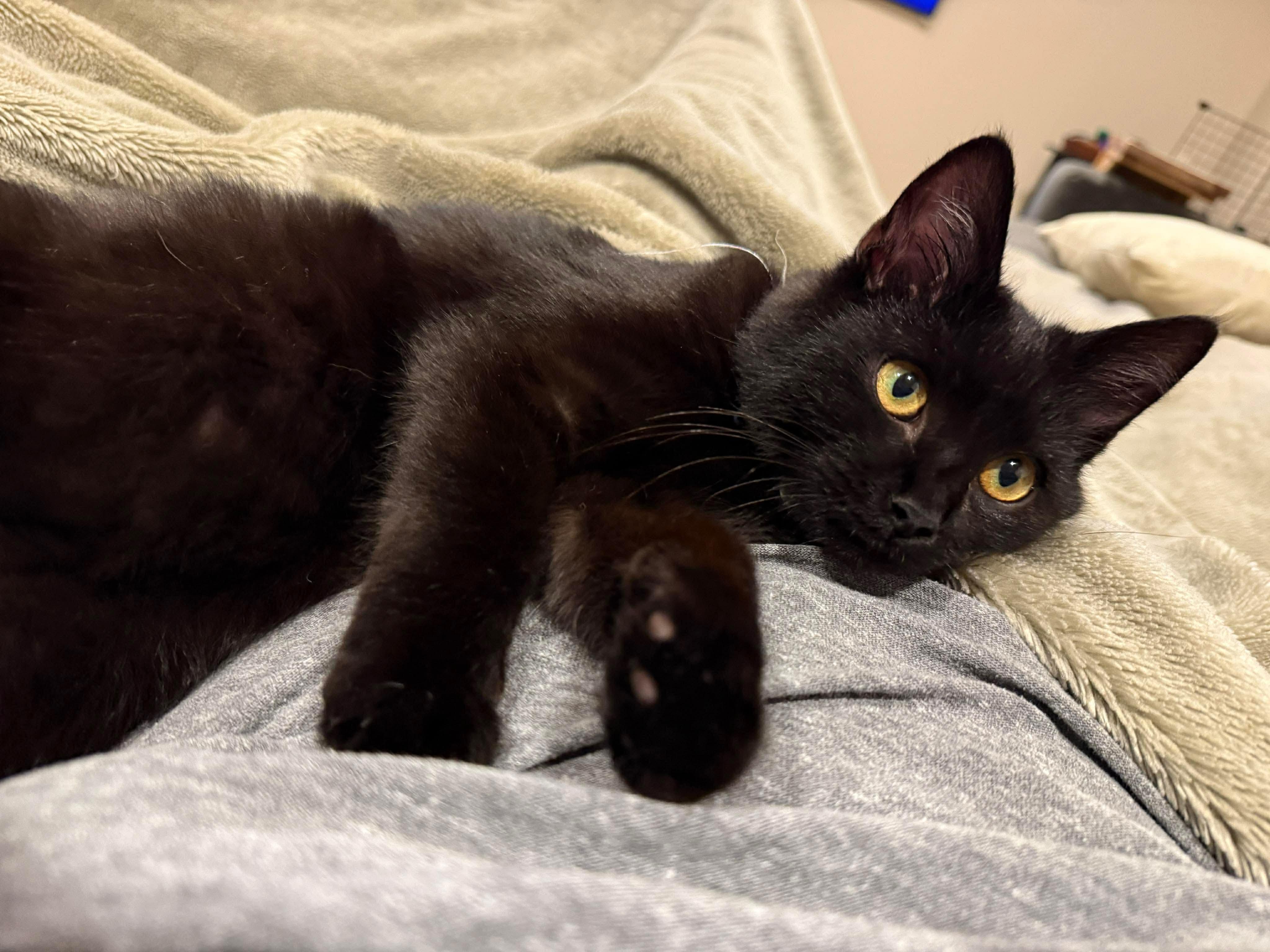 Enlarge Orion, an adopted Domestic Short Hair in Thurmont, MD image 2/3