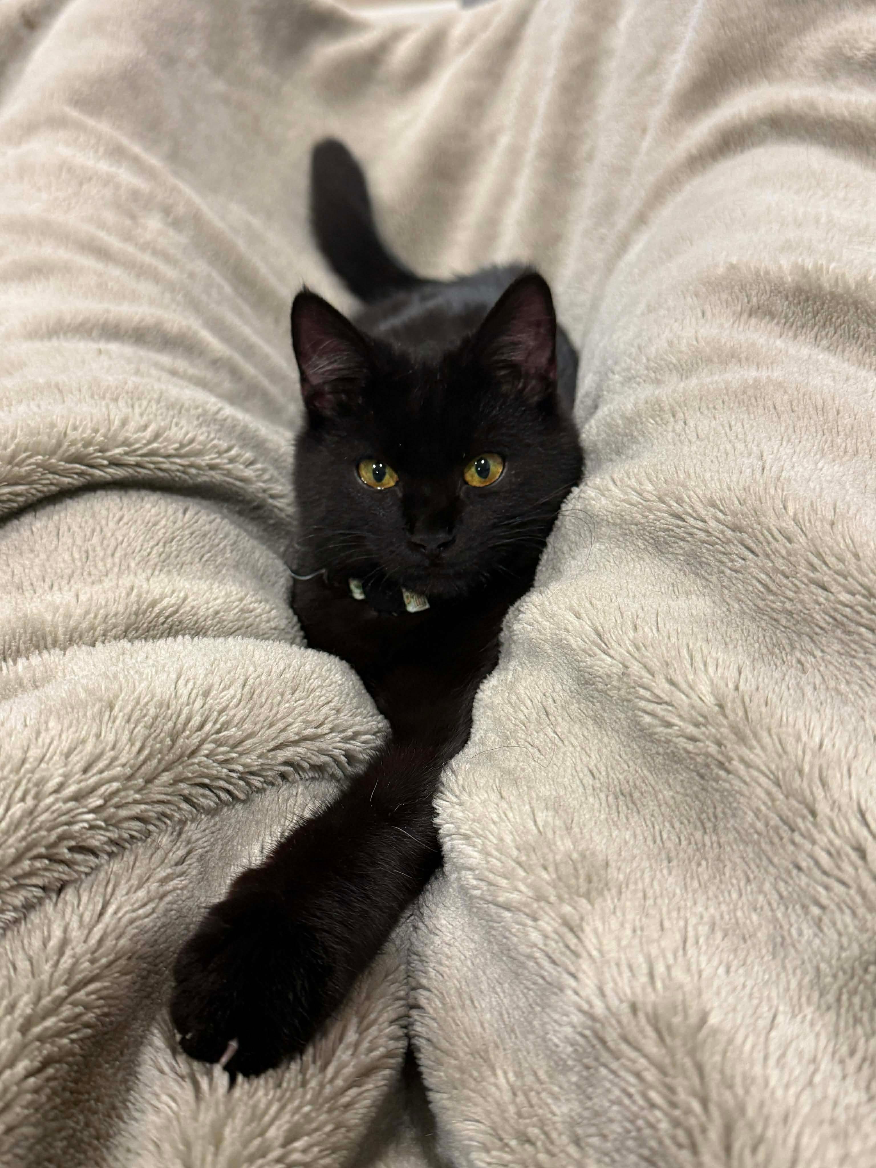 Enlarge Orion, an adopted Domestic Short Hair in Thurmont, MD image 1/3