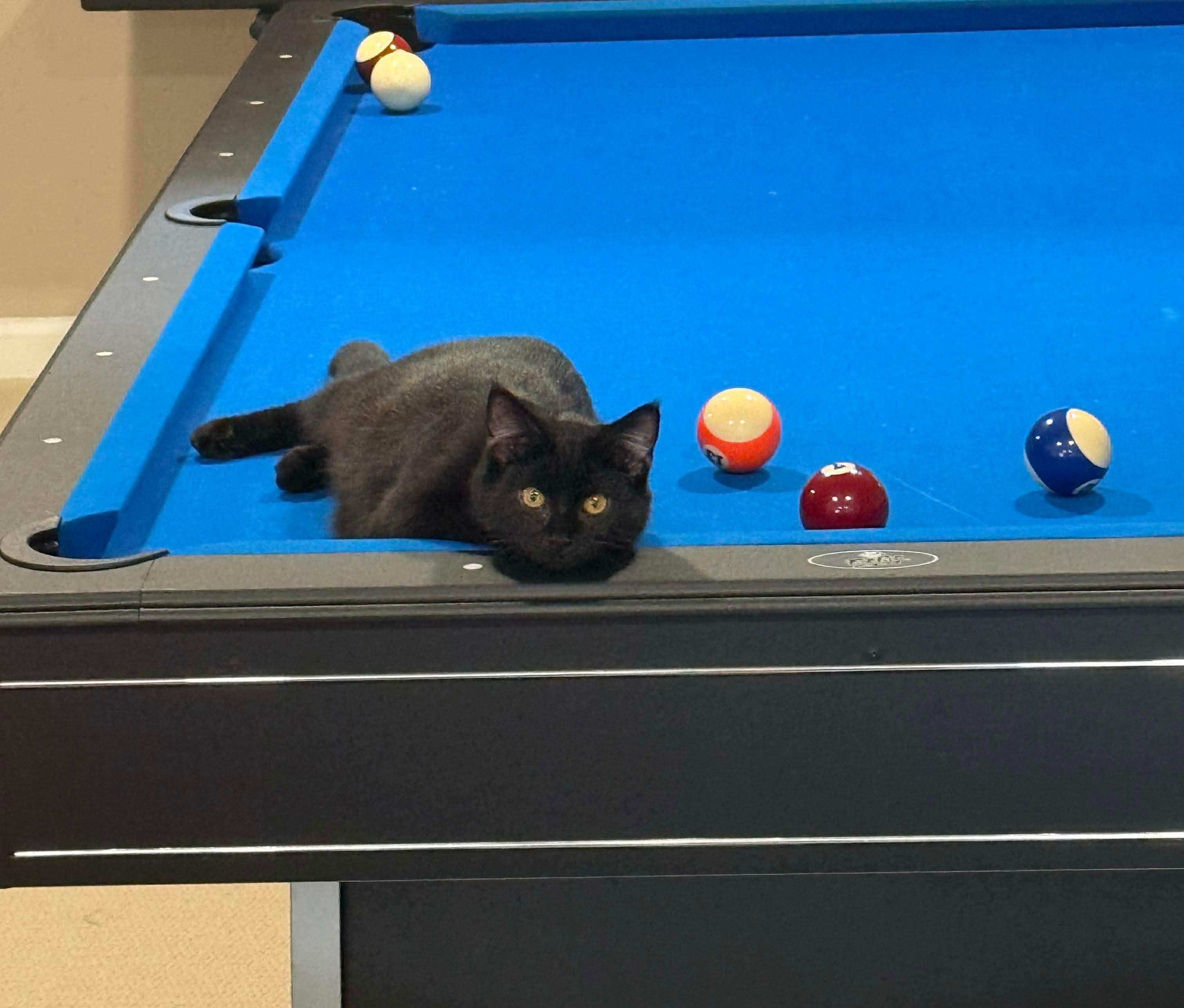 Enlarge Orion, an adopted Domestic Short Hair in Thurmont, MD image 3/3