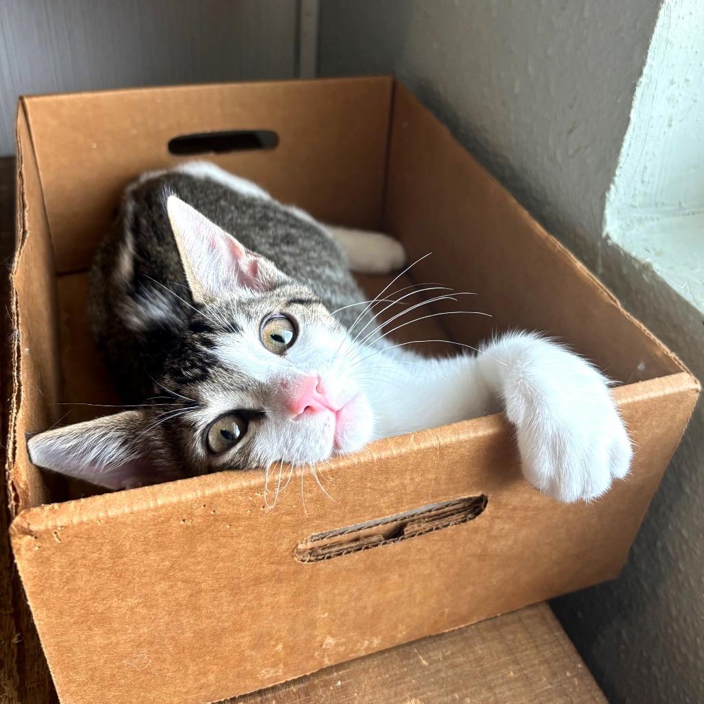 Andes, Adoptable, Kitten Male Domestic Short Hair.