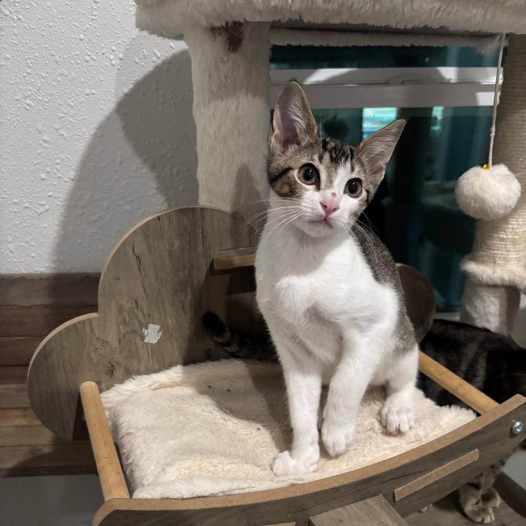 Enlarge Andes, a Adoptable Domestic Short Hair in Bulverde, TX image 2/6