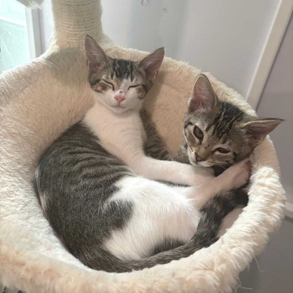 Enlarge Andes, a Adoptable Domestic Short Hair in Bulverde, TX image 3/6