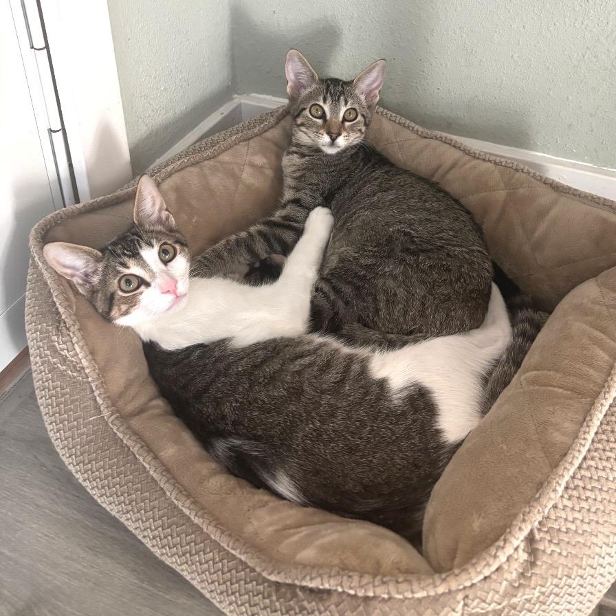 Enlarge Andes, a Adoptable Domestic Short Hair in Bulverde, TX image 4/6