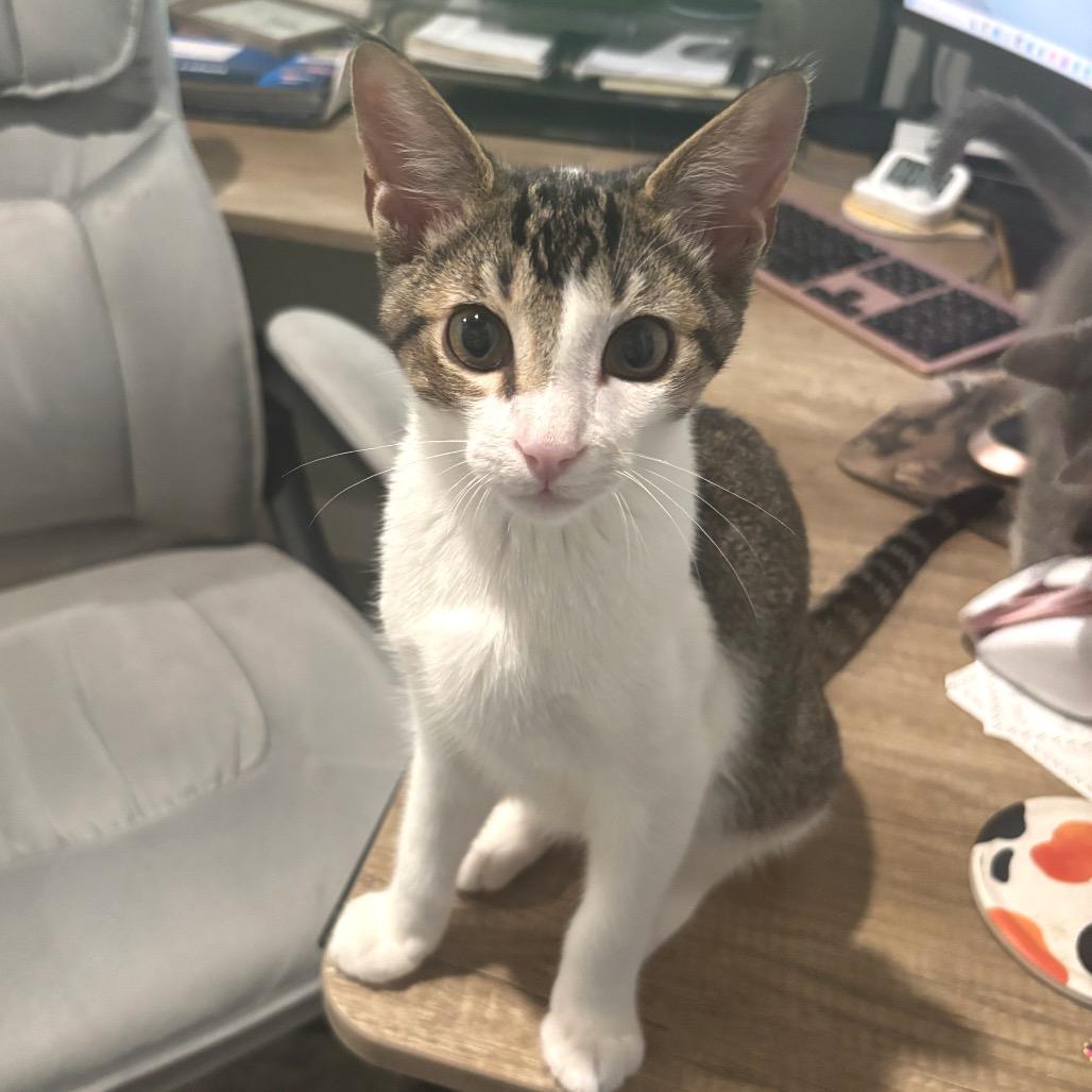 Enlarge Andes, a Adoptable Domestic Short Hair in Bulverde, TX image 5/6