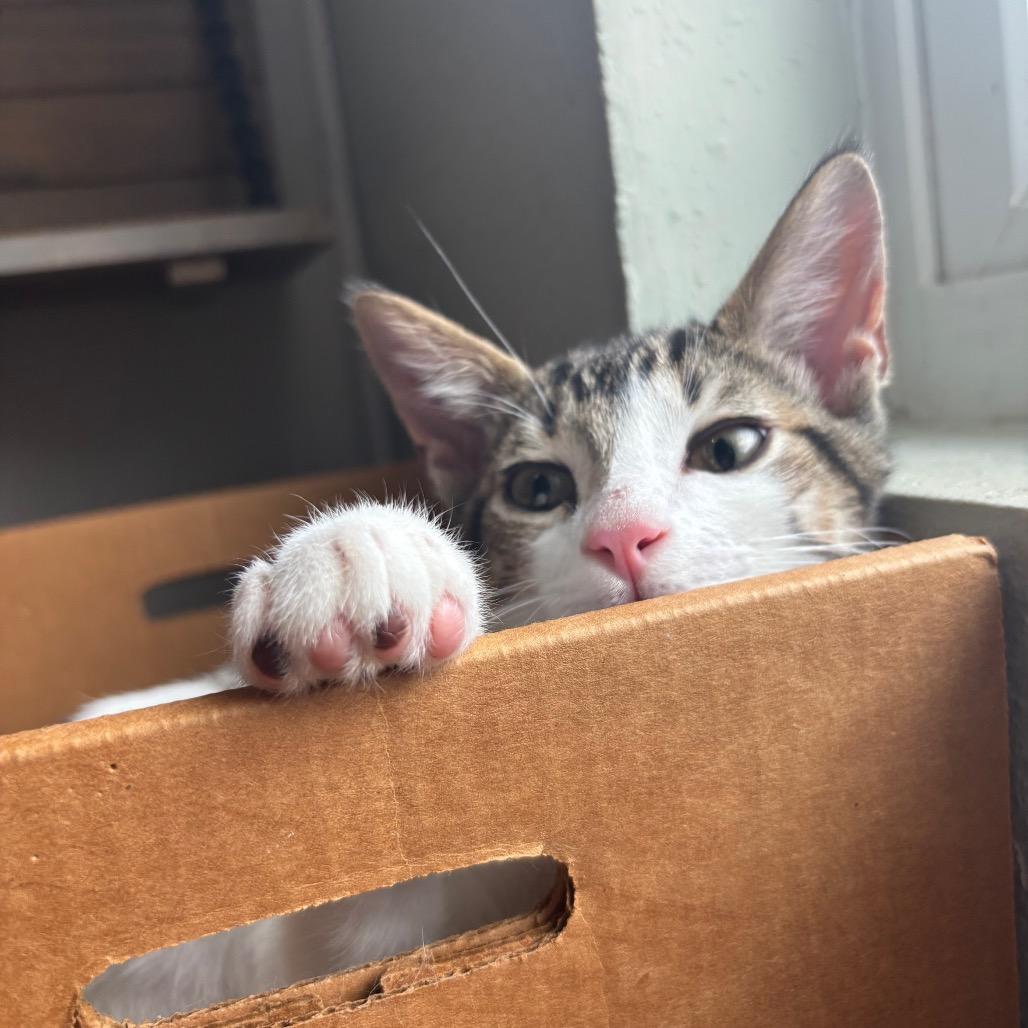 Enlarge Andes, a Adoptable Domestic Short Hair in Bulverde, TX image 6/6