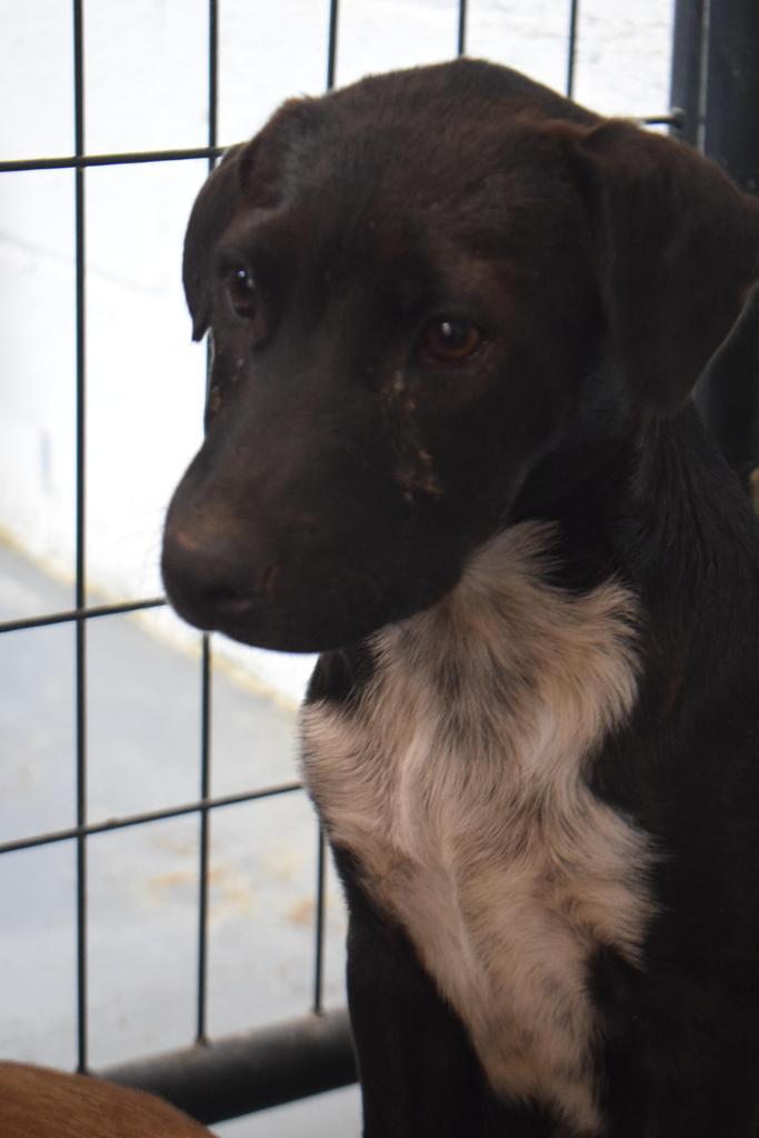 Enlarge Cindy (Road Girl P2), a Adoptable mixed breed in Pahrump, NV image 1/3