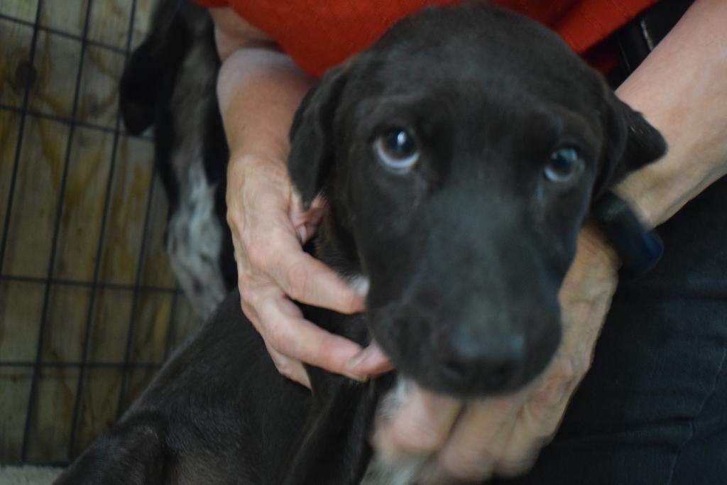 Enlarge Cindy (Road Girl P2), a Adoptable mixed breed in Pahrump, NV image 3/3