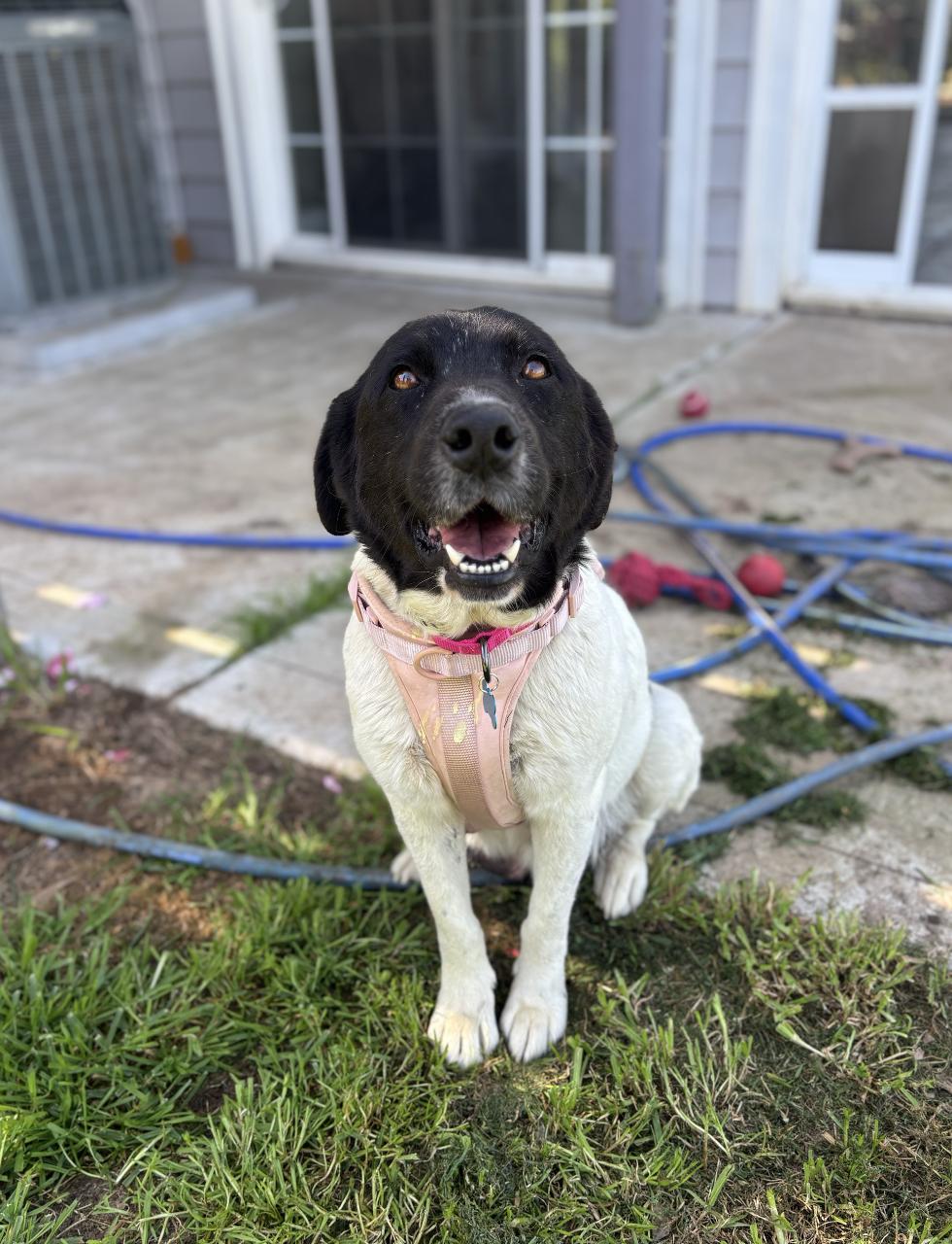 Enlarge Cocoa, an adopted mixed breed in Davis, CA image 1/1