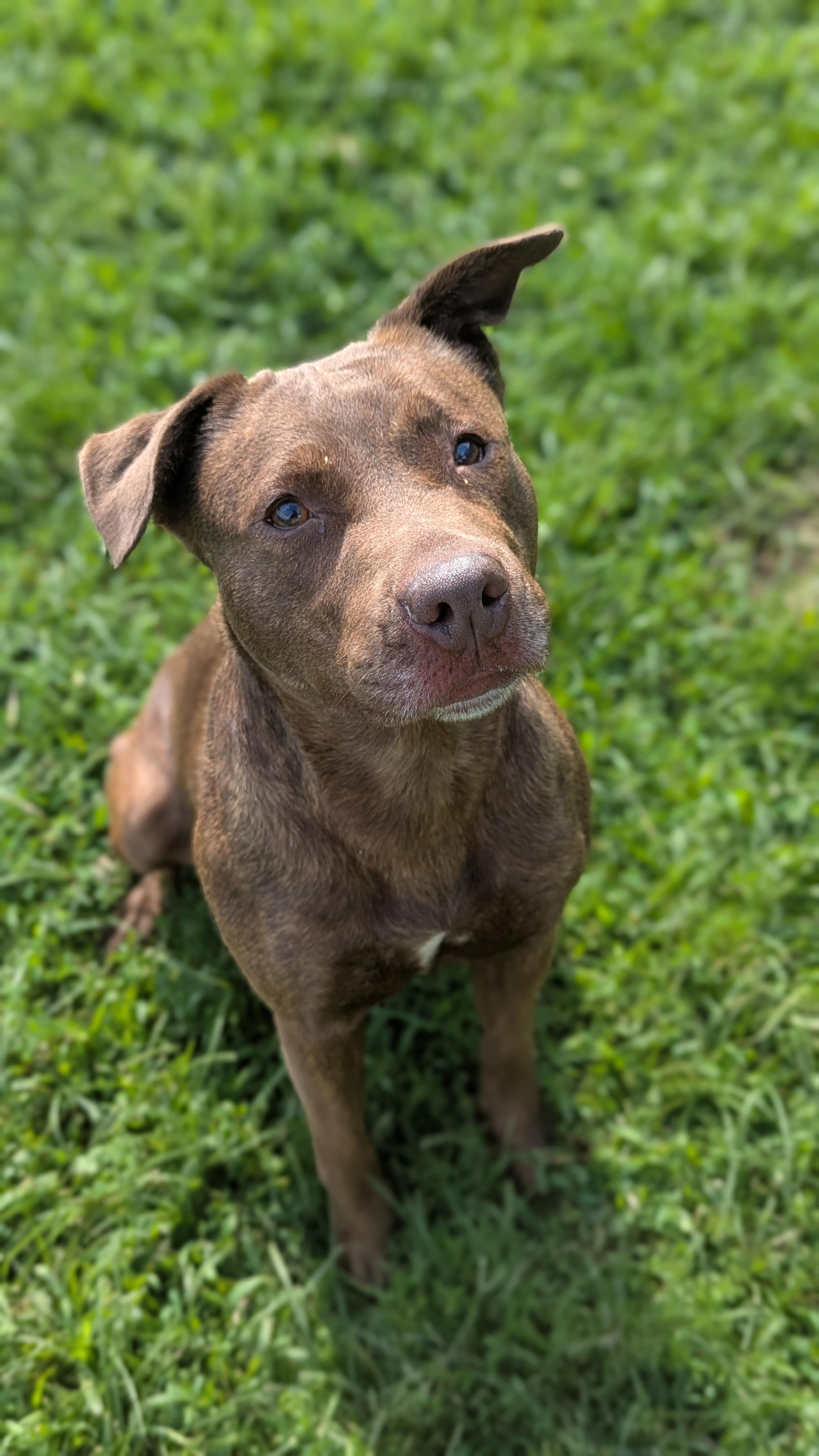 Reese, Adoptable, Adult Female Mixed Breed.