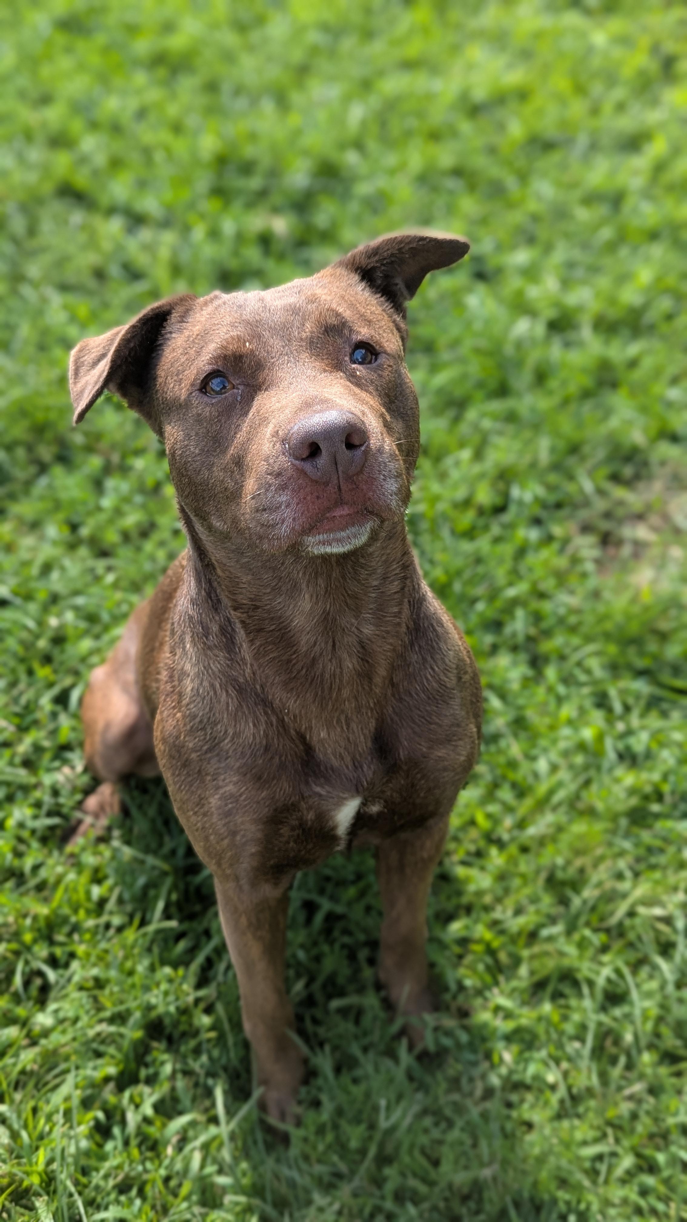 Reese, a Adoptable Mixed Breed in Benton Harbor, MI image 2/4