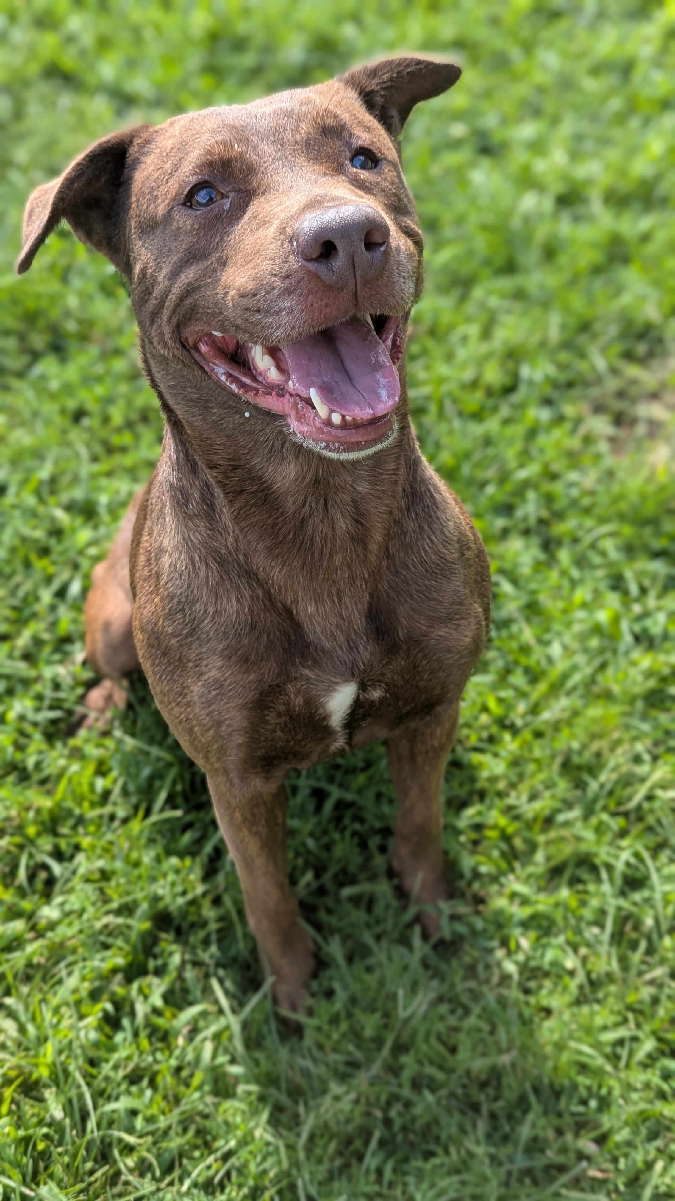 Reese, a Adoptable Mixed Breed in Benton Harbor, MI image 3/4