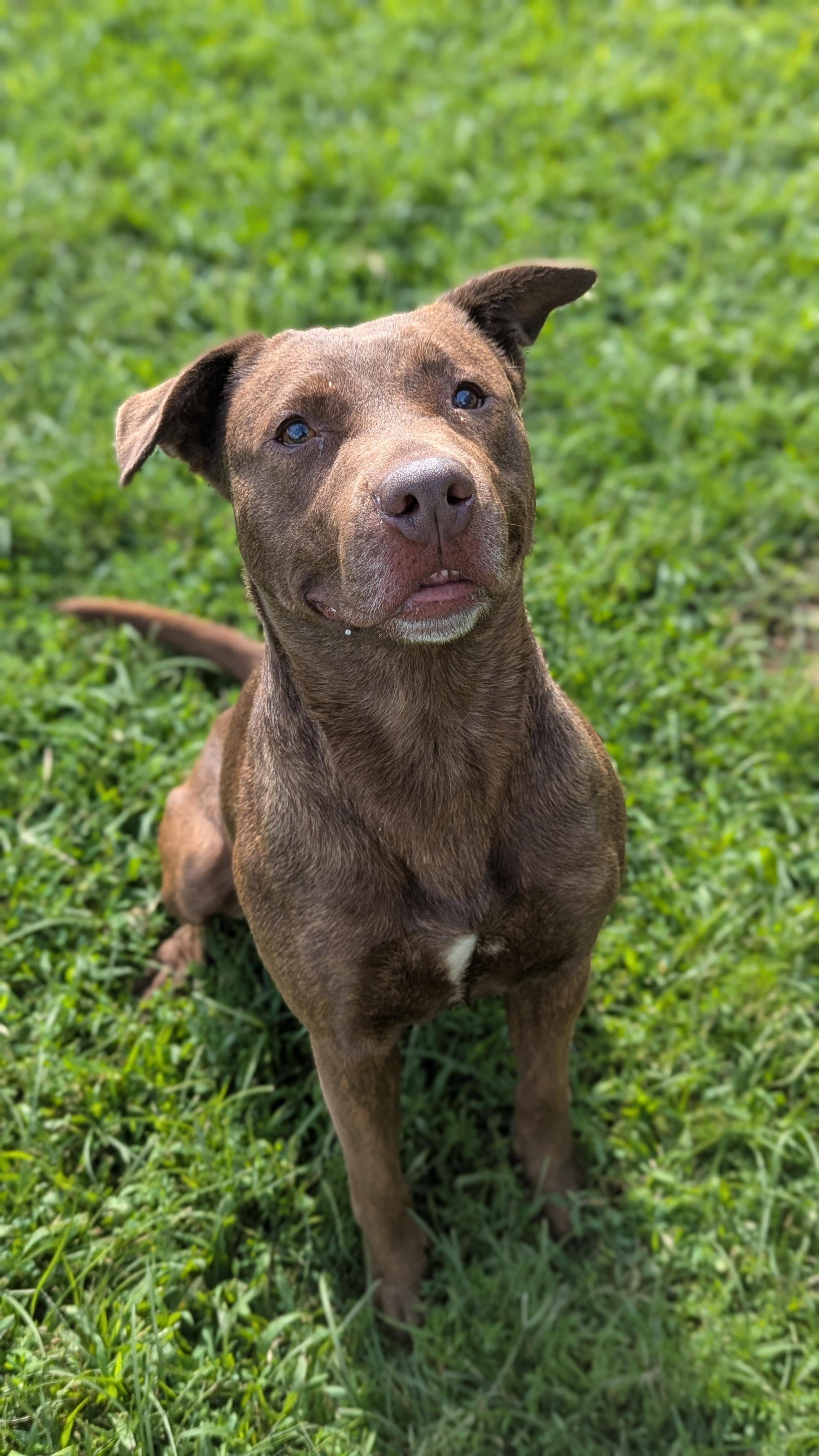Reese, a Adoptable Mixed Breed in Benton Harbor, MI image 4/4