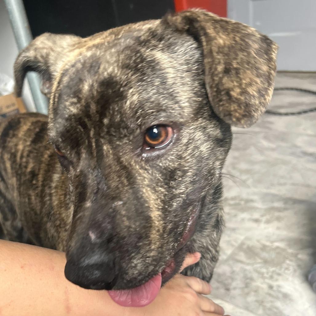 Enlarge Ebenezer, a Adoptable Mixed Breed in Oak Hill, WV image 1/1