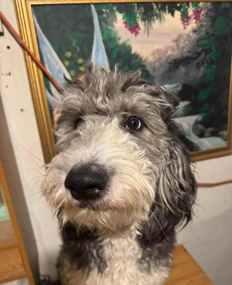 Kona, a Adoptable mixed breed in Aurora, CO image 2/6