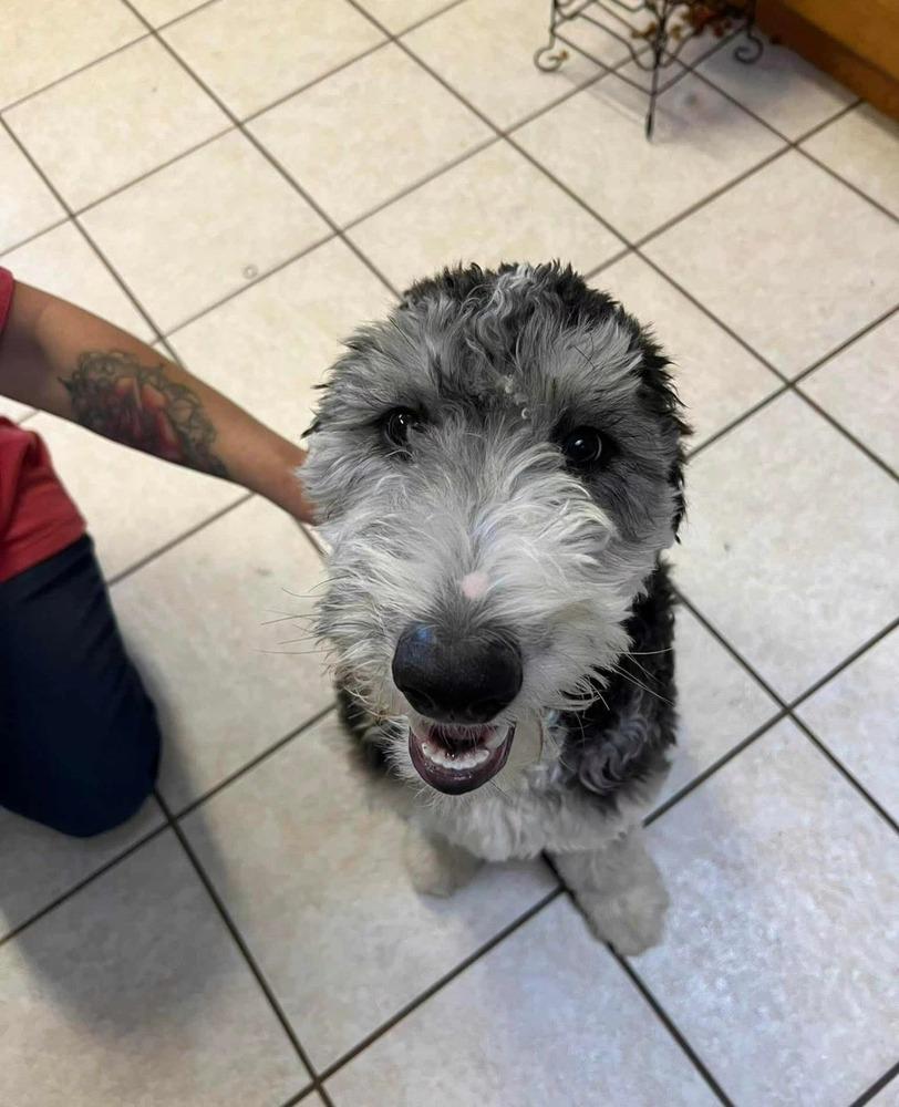 Kona, a Adoptable mixed breed in Aurora, CO image 3/6