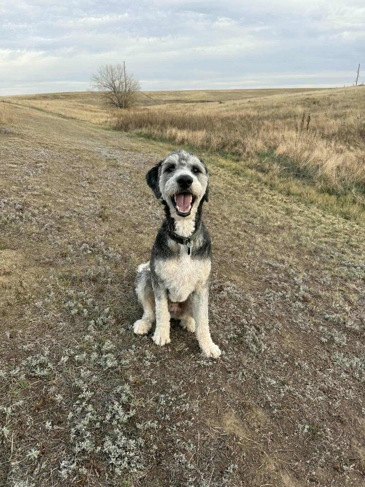 Kona, a Adoptable mixed breed in Aurora, CO image 4/6