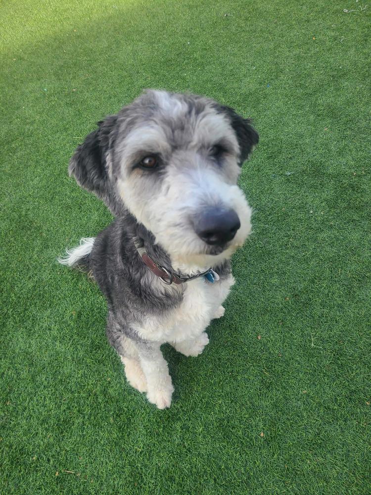 Kona, a Adoptable mixed breed in Aurora, CO image 5/6