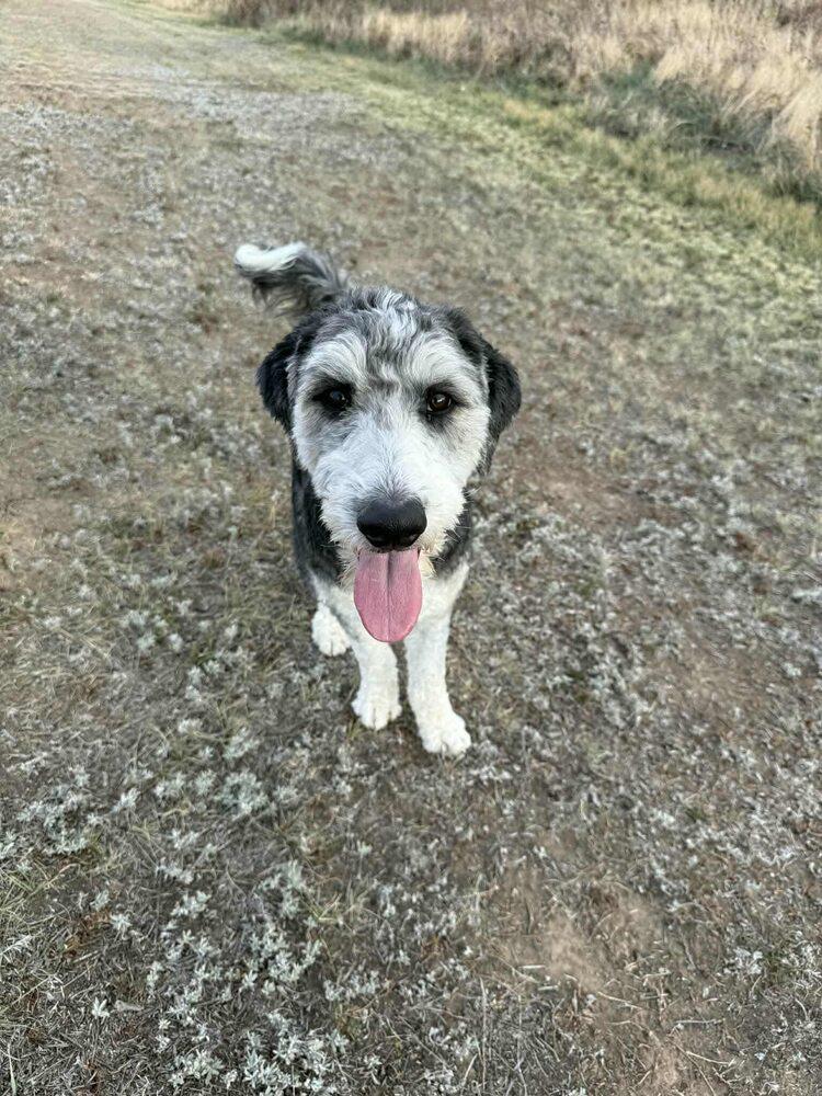 Kona, a Adoptable mixed breed in Aurora, CO image 6/6