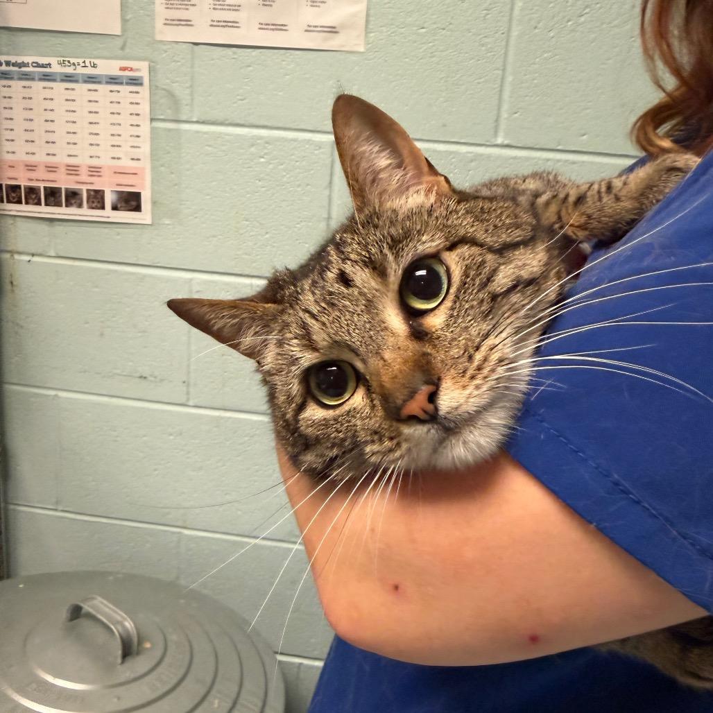Sarah - Bonded to Pooh, Adoptable, Adult Female Domestic Short Hair & Mixed Breed.