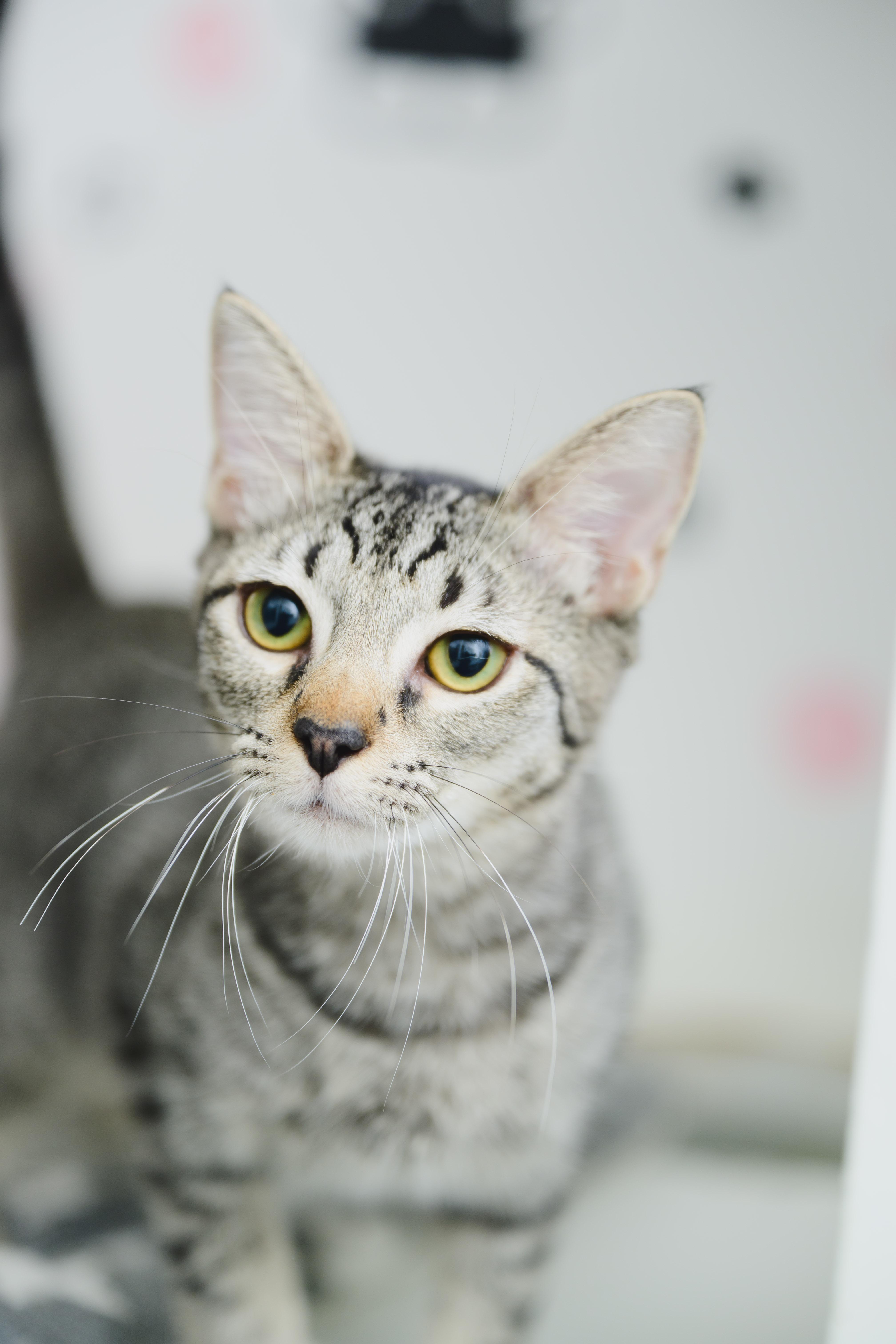 Enlarge PopRox, a Adoptable Domestic Short Hair in Honolulu, HI image 1/6