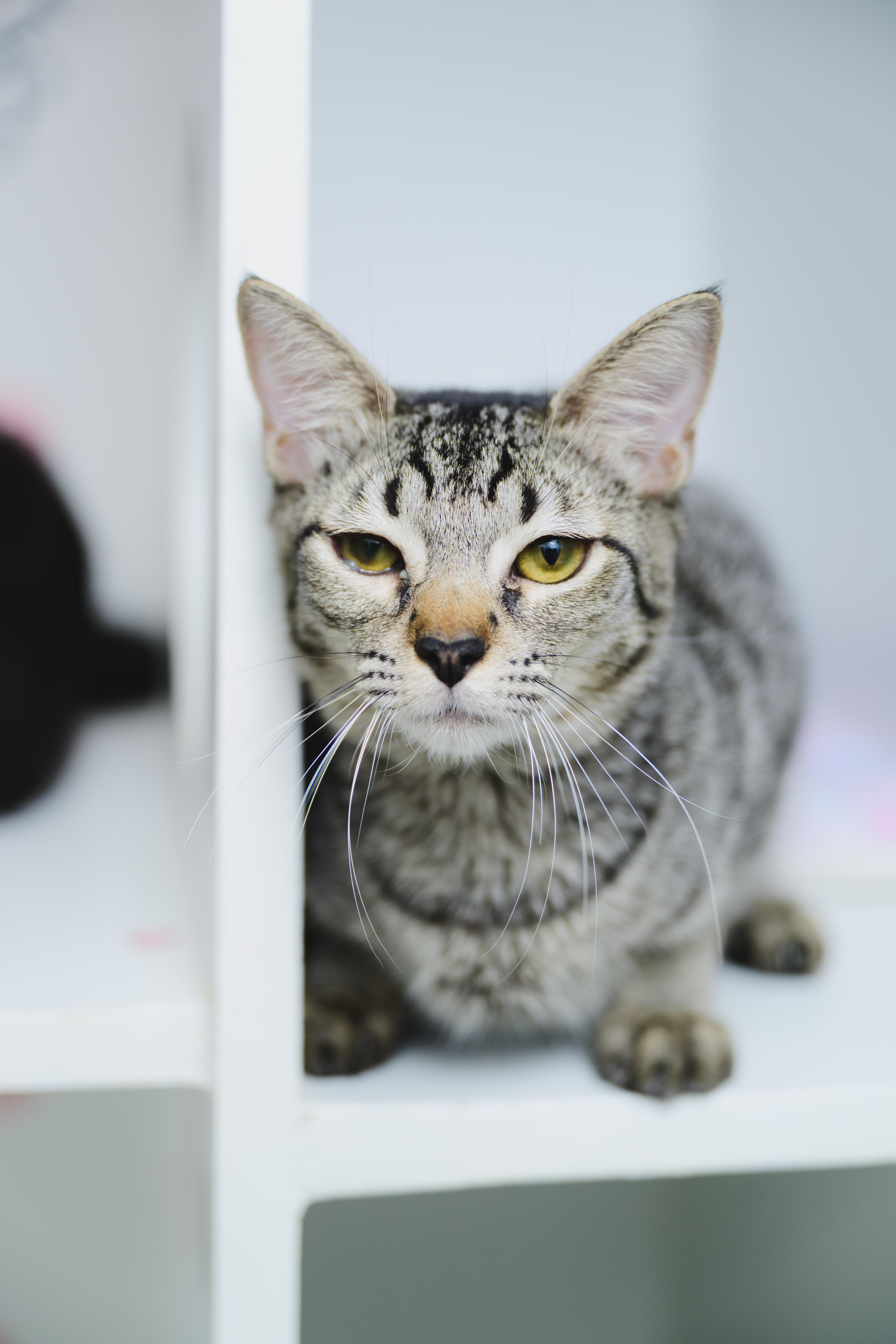 Enlarge PopRox, a Adoptable Domestic Short Hair in Honolulu, HI image 2/6