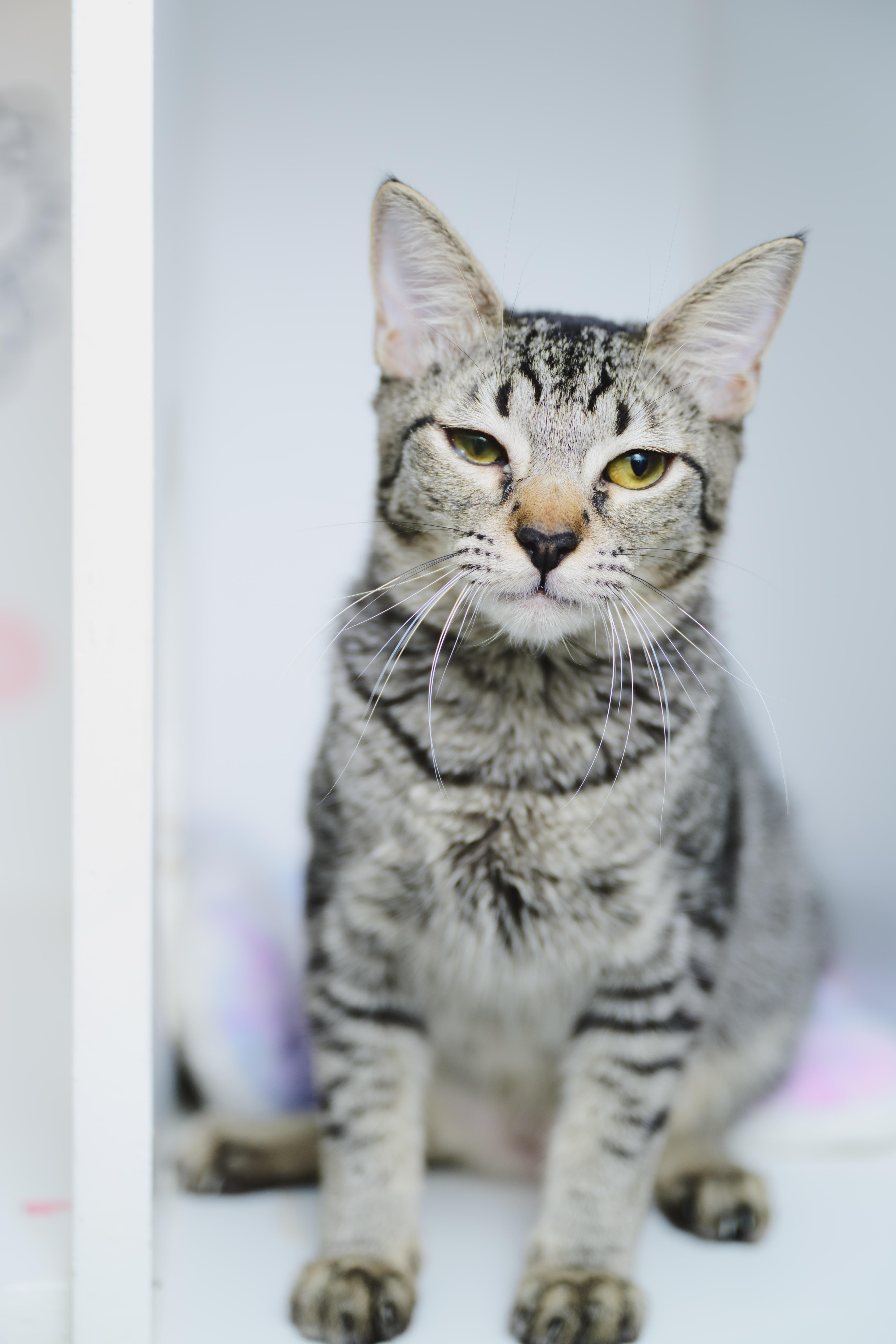 Enlarge PopRox, a Adoptable Domestic Short Hair in Honolulu, HI image 3/6
