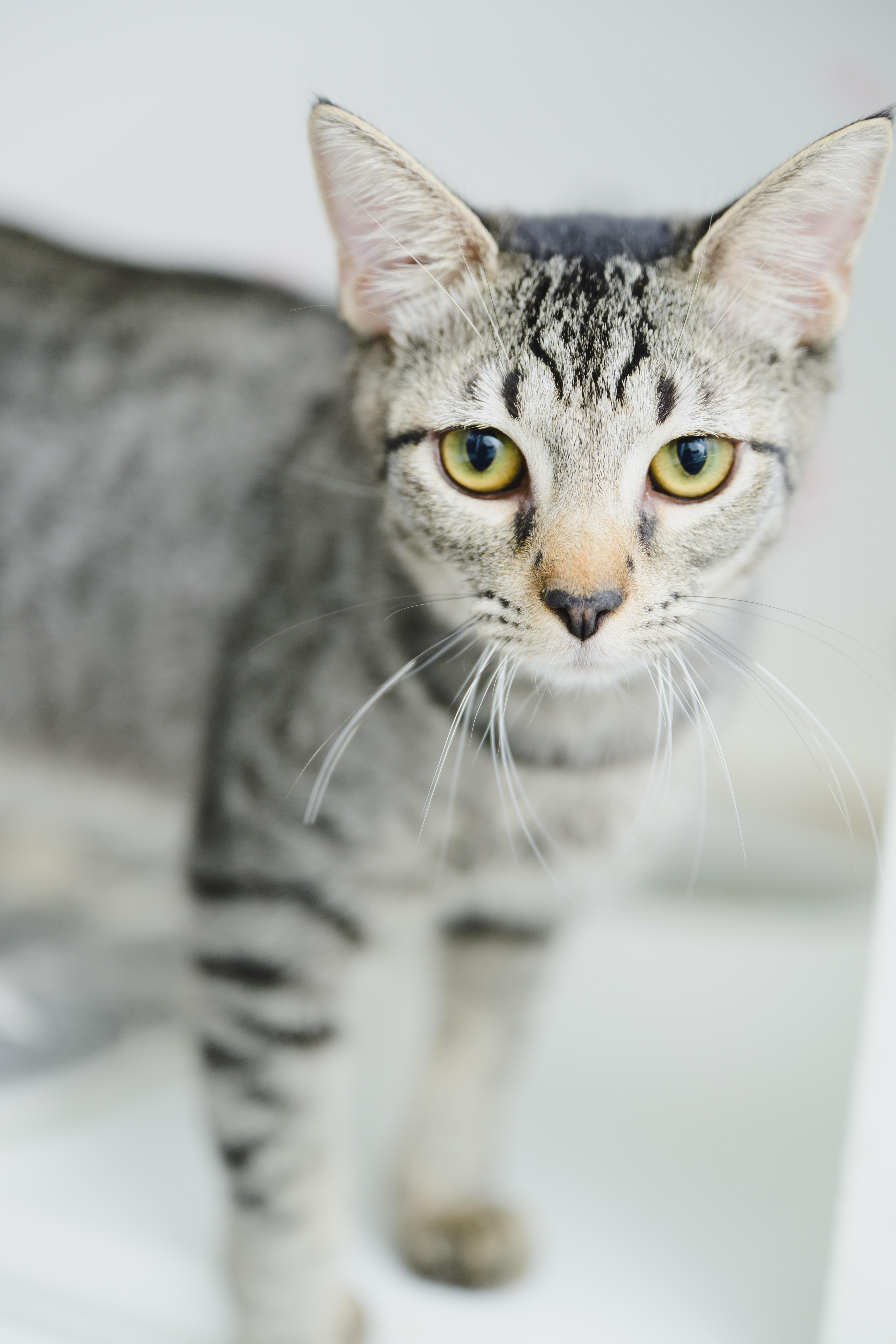 Enlarge PopRox, a Adoptable Domestic Short Hair in Honolulu, HI image 5/6