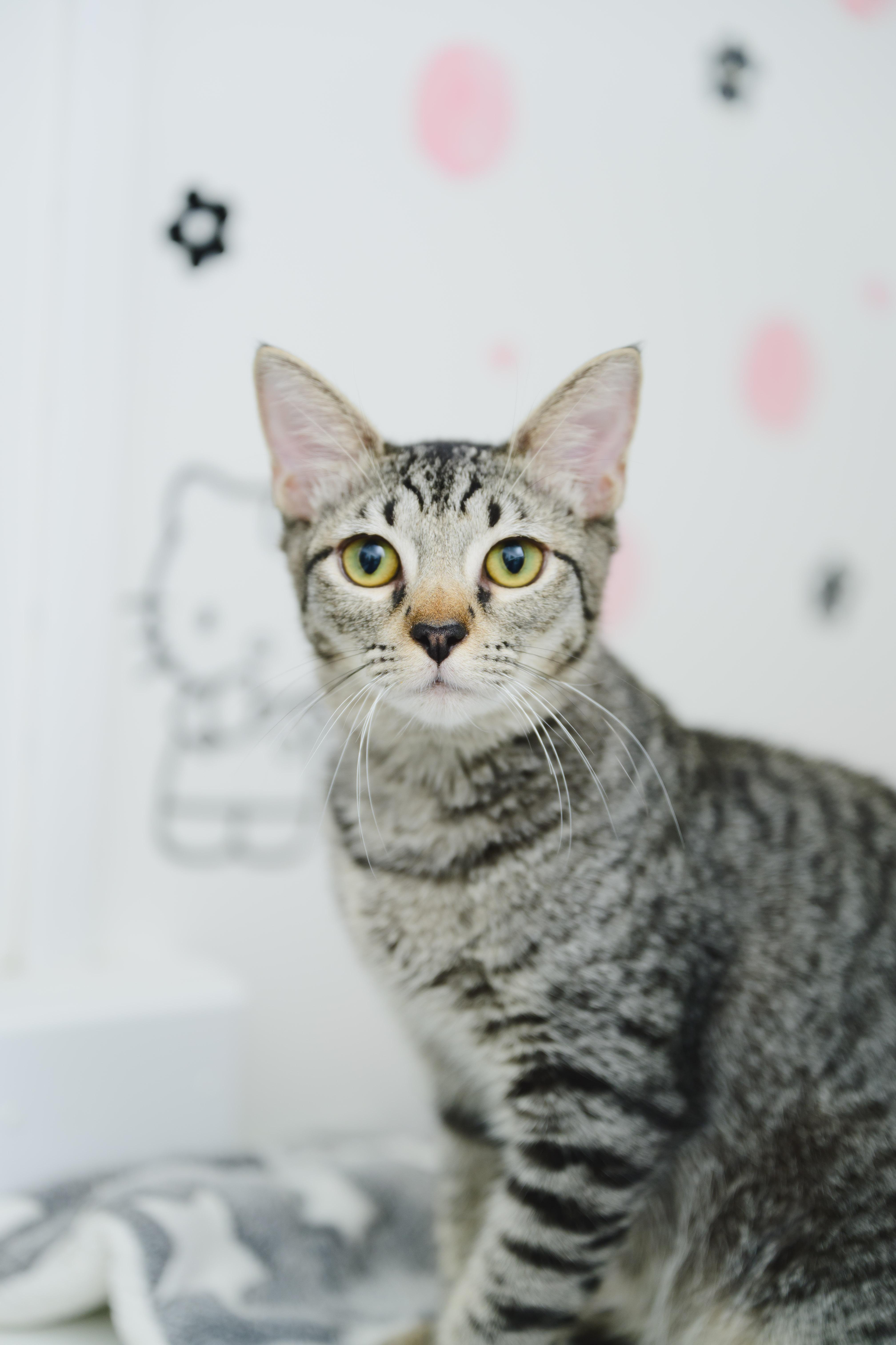 Enlarge PopRox, a Adoptable Domestic Short Hair in Honolulu, HI image 6/6