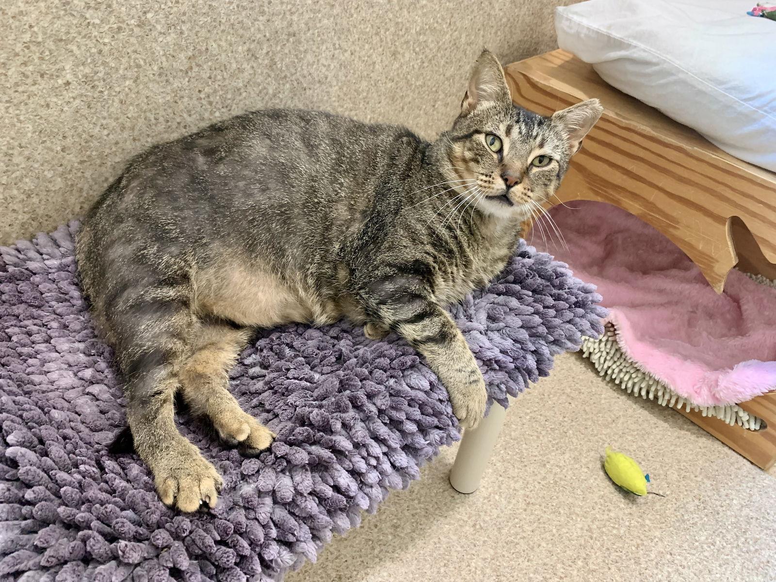 Tiger, a Adopted mixed breed in Mc Cormick, SC image 1/3