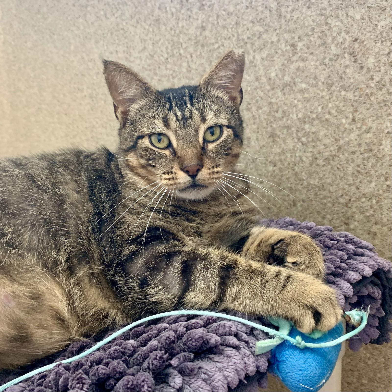 Tiger, a Adopted mixed breed in Mc Cormick, SC image 2/3