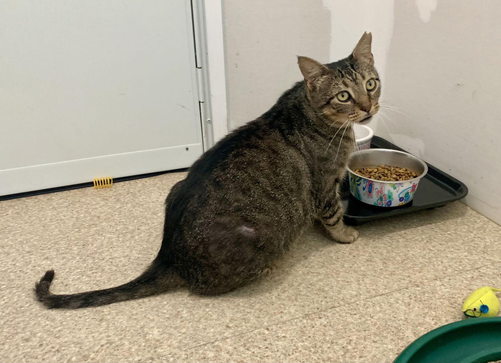 Tiger, a Adopted mixed breed in Mc Cormick, SC image 3/3