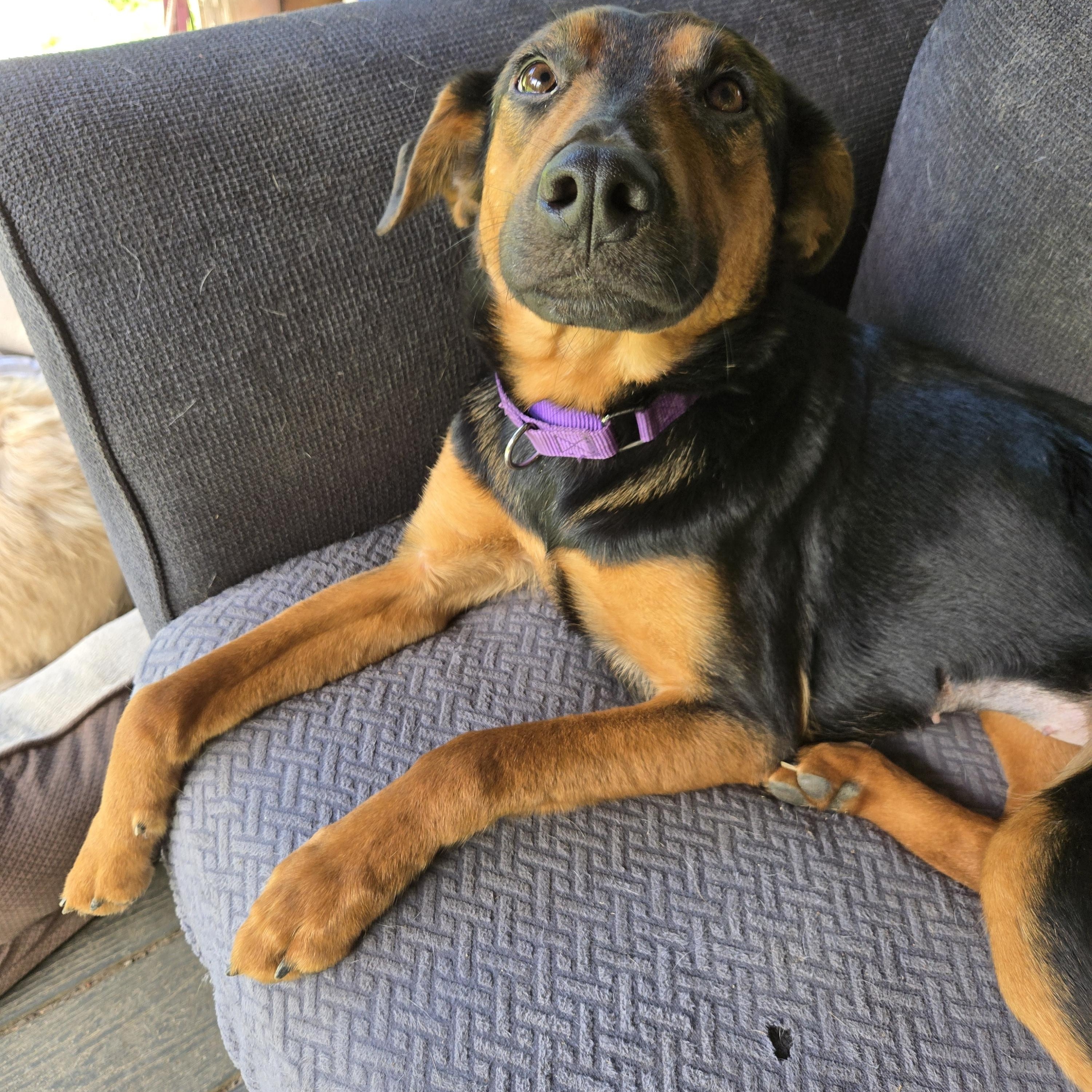 Sophia Hadsell, Adoptable, Adult Female Australian Cattle Dog / Blue Heeler & German Shepherd Dog.