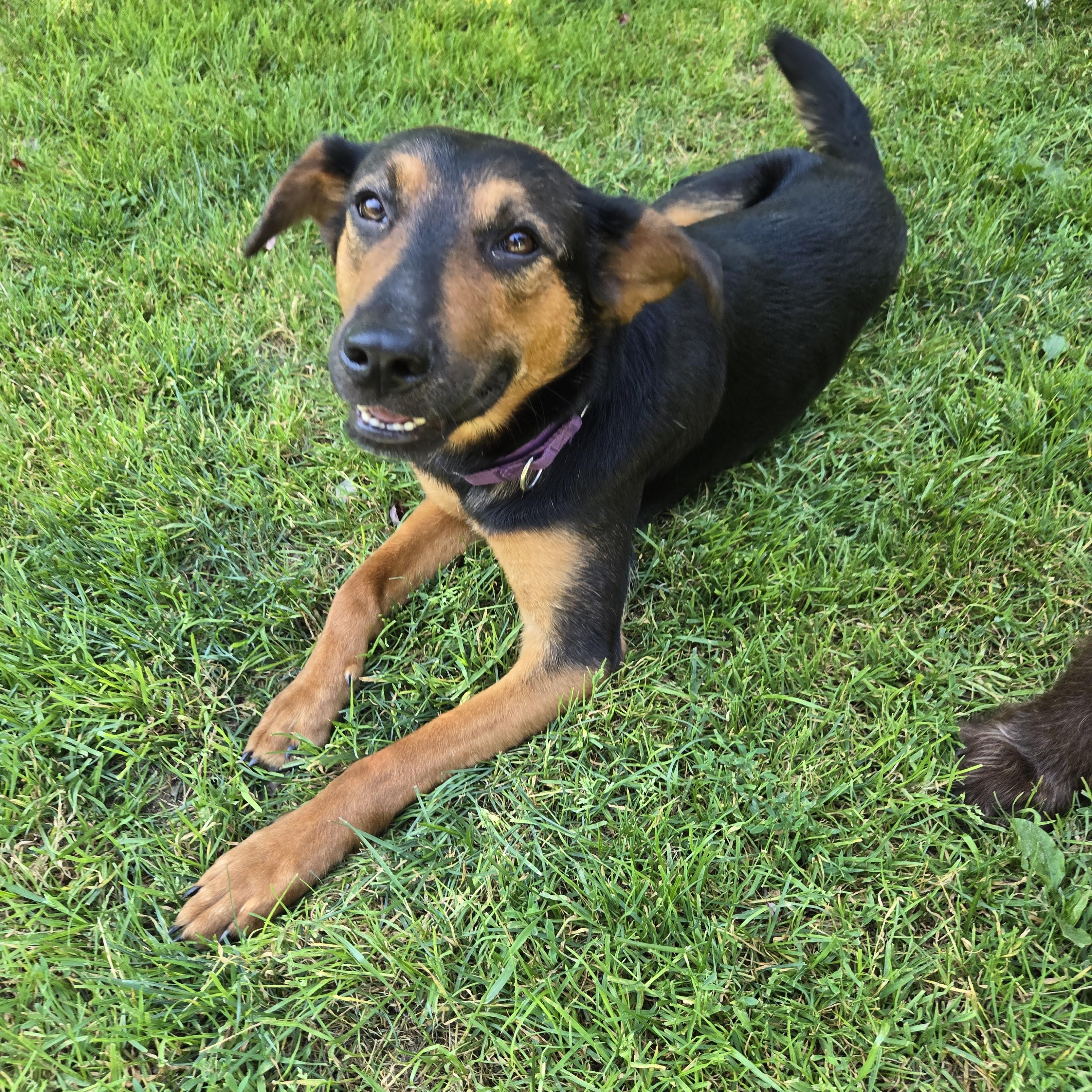 Enlarge Sophia Hadsell, a Adoptable mixed breed in Friendship, NY image 2/5