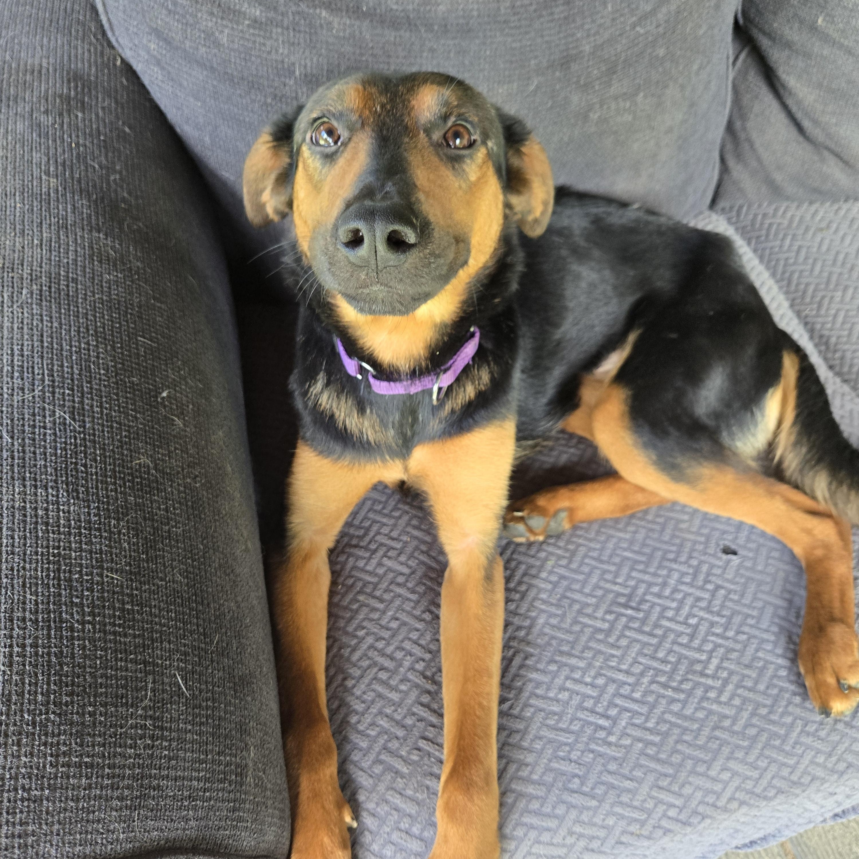 Enlarge Sophia Hadsell, a Adoptable mixed breed in Friendship, NY image 3/5