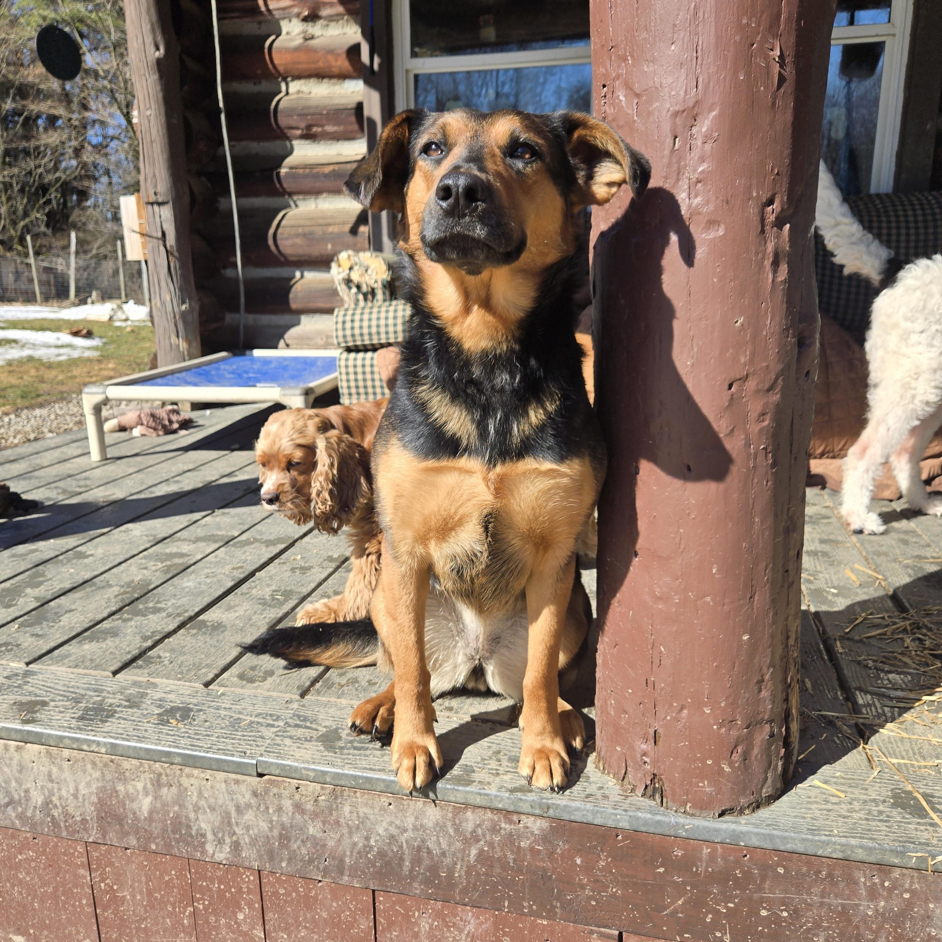 Enlarge Sophia Hadsell, a Adoptable mixed breed in Friendship, NY image 5/5