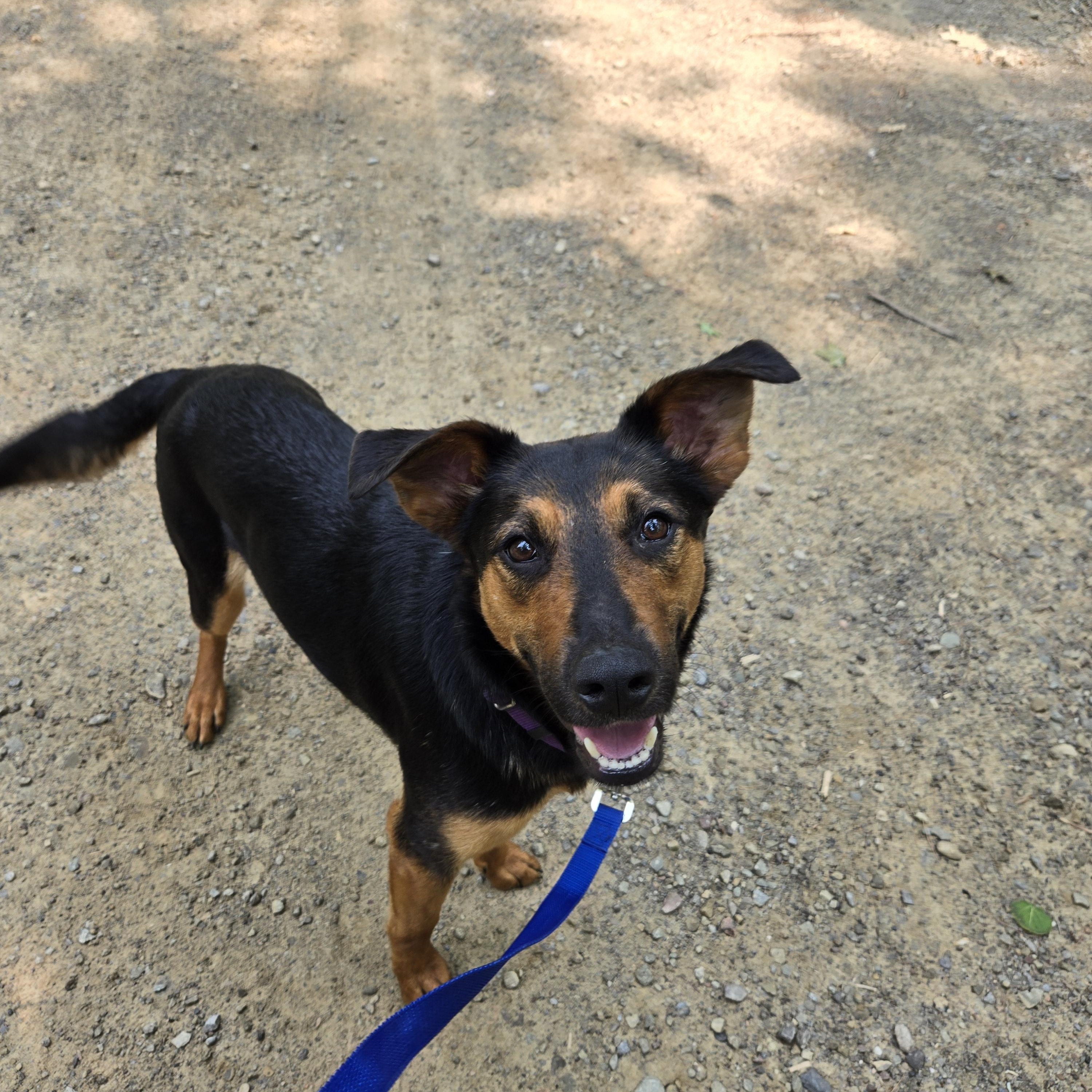 Enlarge Sophia Hadsell, a Adoptable mixed breed in Friendship, NY image 4/5