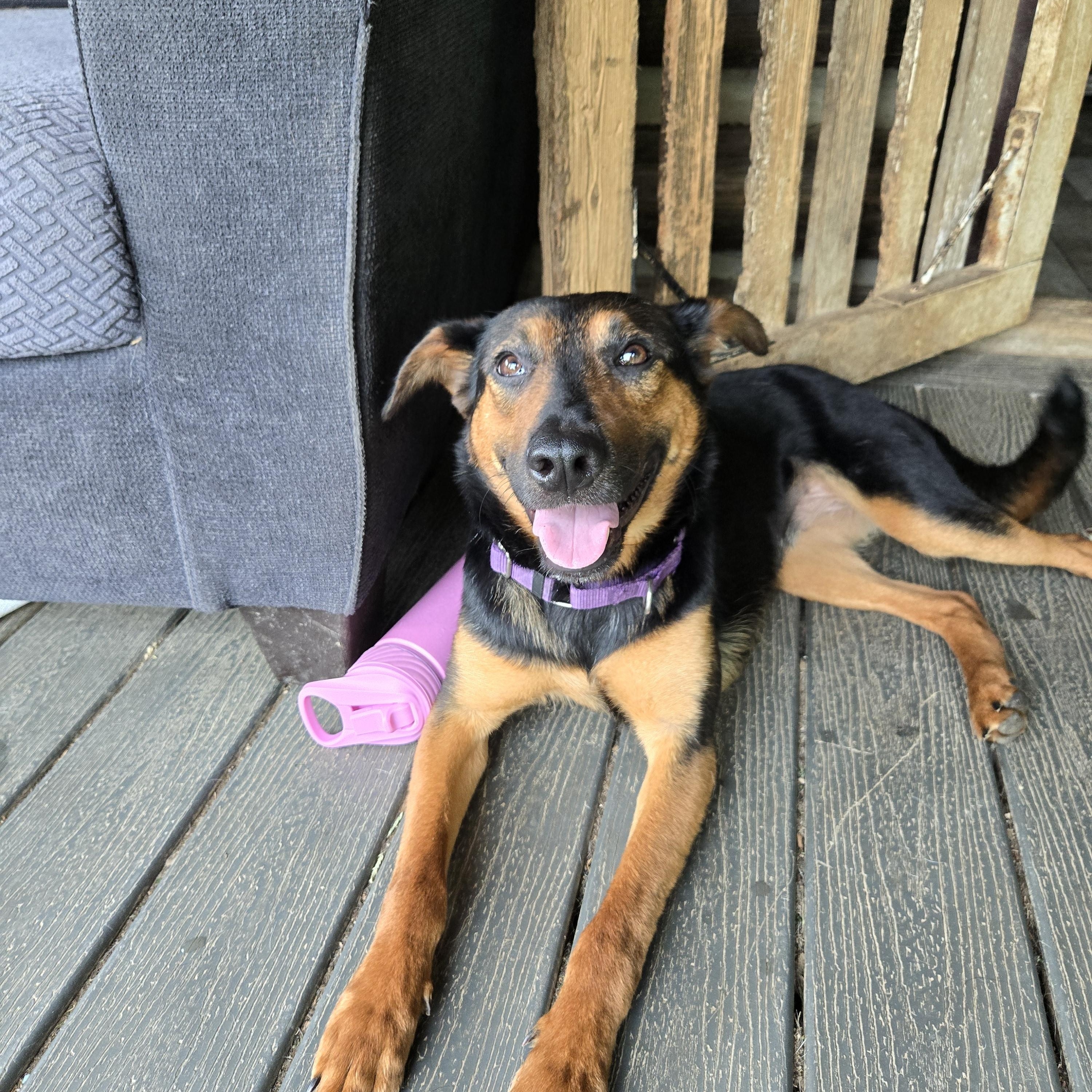 Enlarge Sophia Hadsell, a Adoptable mixed breed in Friendship, NY image 5/5