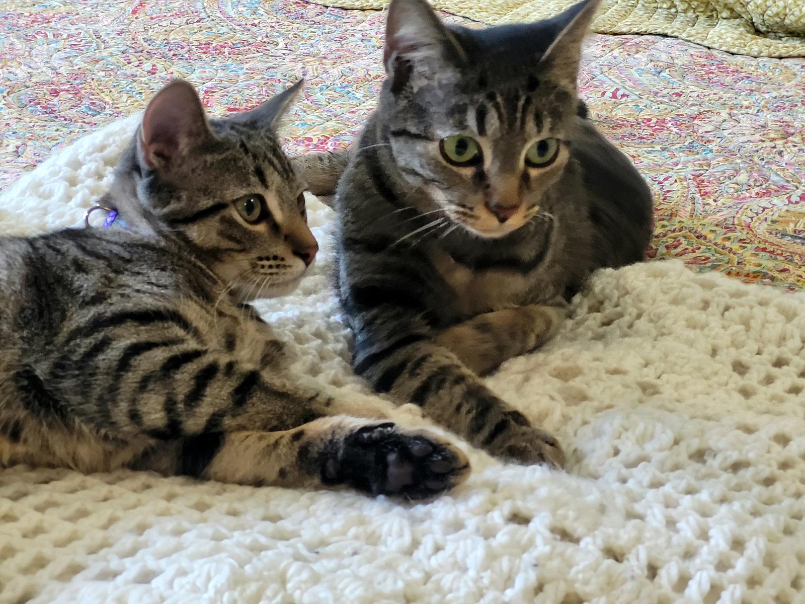 Spunky & Hurricane - NC, Adoptable, Kitten Male Domestic Short Hair & Tabby.
