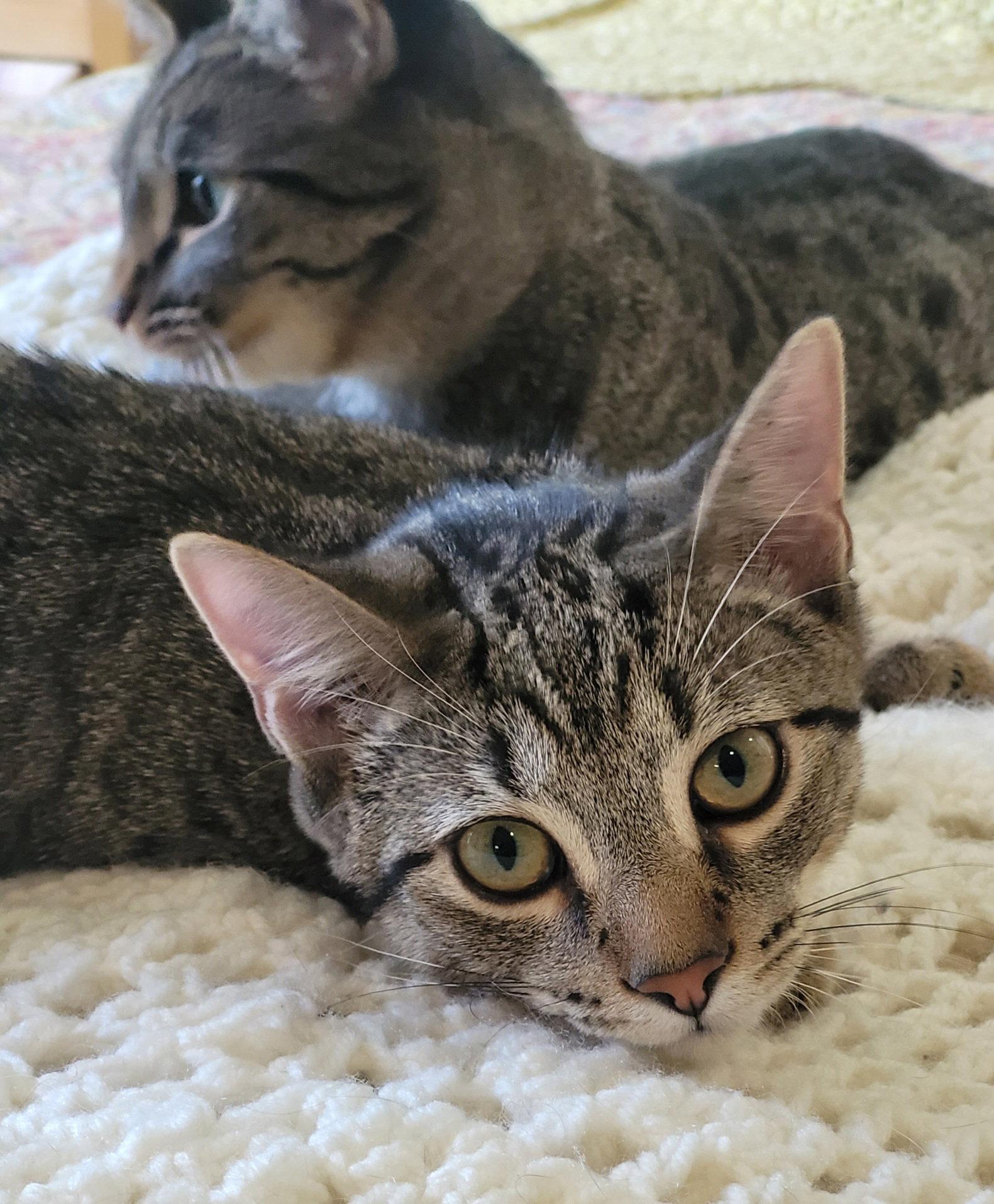 Enlarge Spunky & Hurricane - NC, a Adoptable mixed breed in Liberty, NC image 3/3
