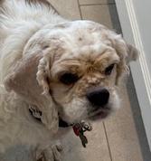 Enlarge Matilda, a ADOPTABLE Cocker Spaniel in Plano, TX image 1/5