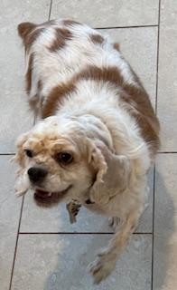Enlarge Matilda, a ADOPTABLE Cocker Spaniel in Plano, TX image 2/5