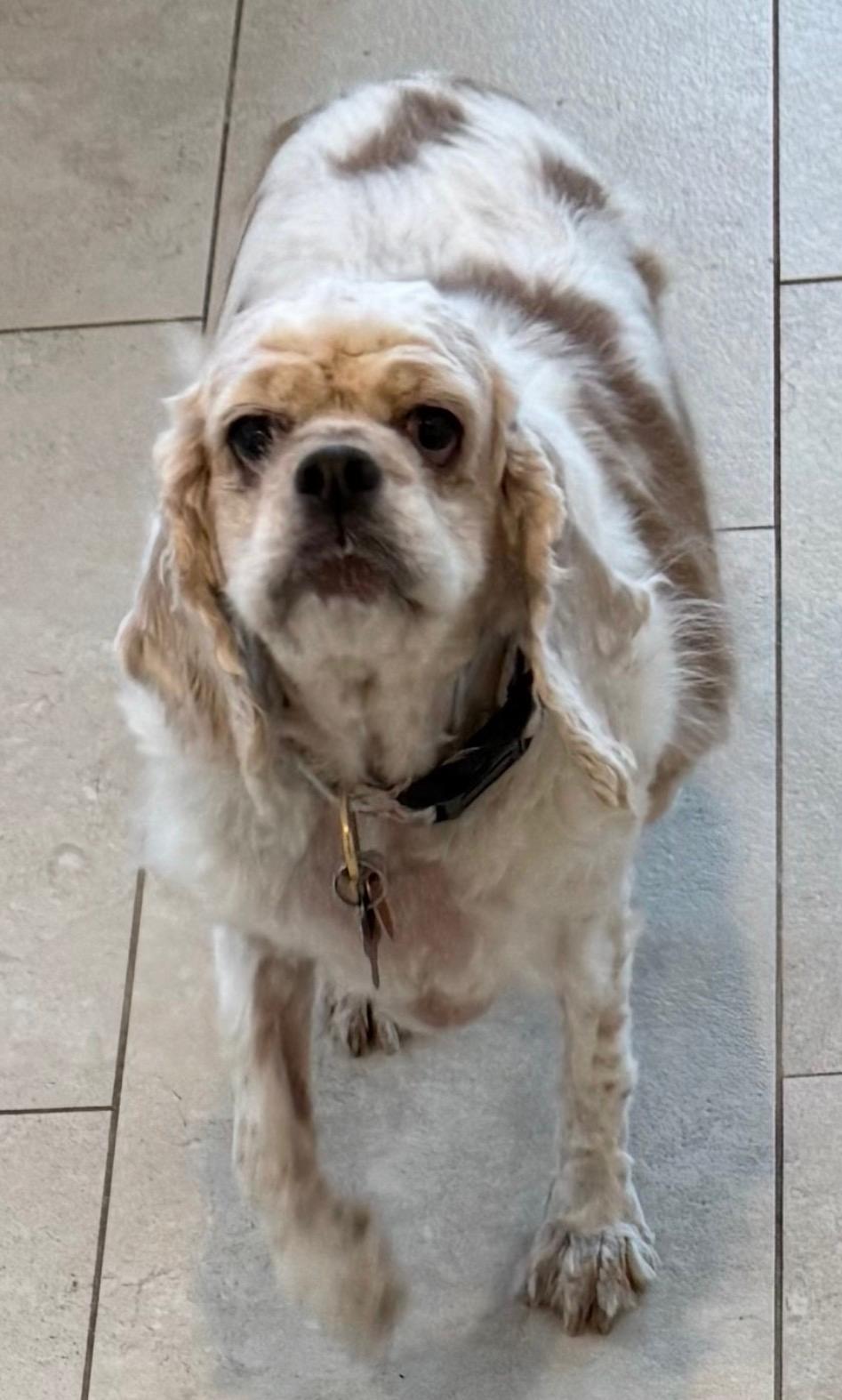 Enlarge Matilda, a ADOPTABLE Cocker Spaniel in Plano, TX image 5/5