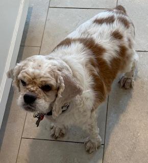 Enlarge Matilda, a ADOPTABLE Cocker Spaniel in Plano, TX image 3/5
