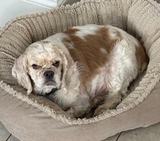 Enlarge Matilda, a ADOPTABLE Cocker Spaniel in Plano, TX image 4/5