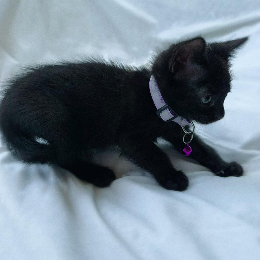 Buzz, Adoptable, Kitten Male Domestic Short Hair.