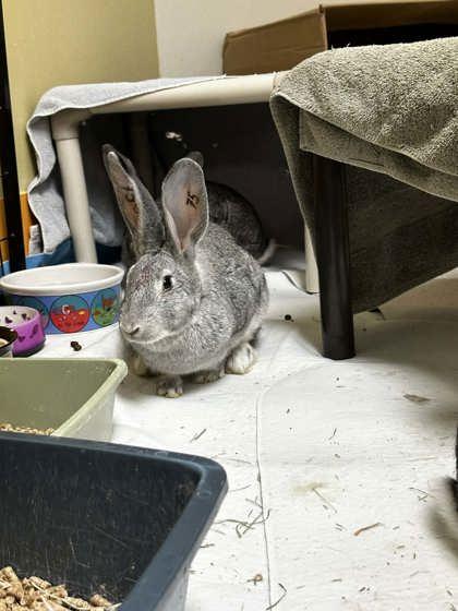 Enlarge Pebbles (75), a Adoptable Flemish Giant in Montreal, QC image 1/1