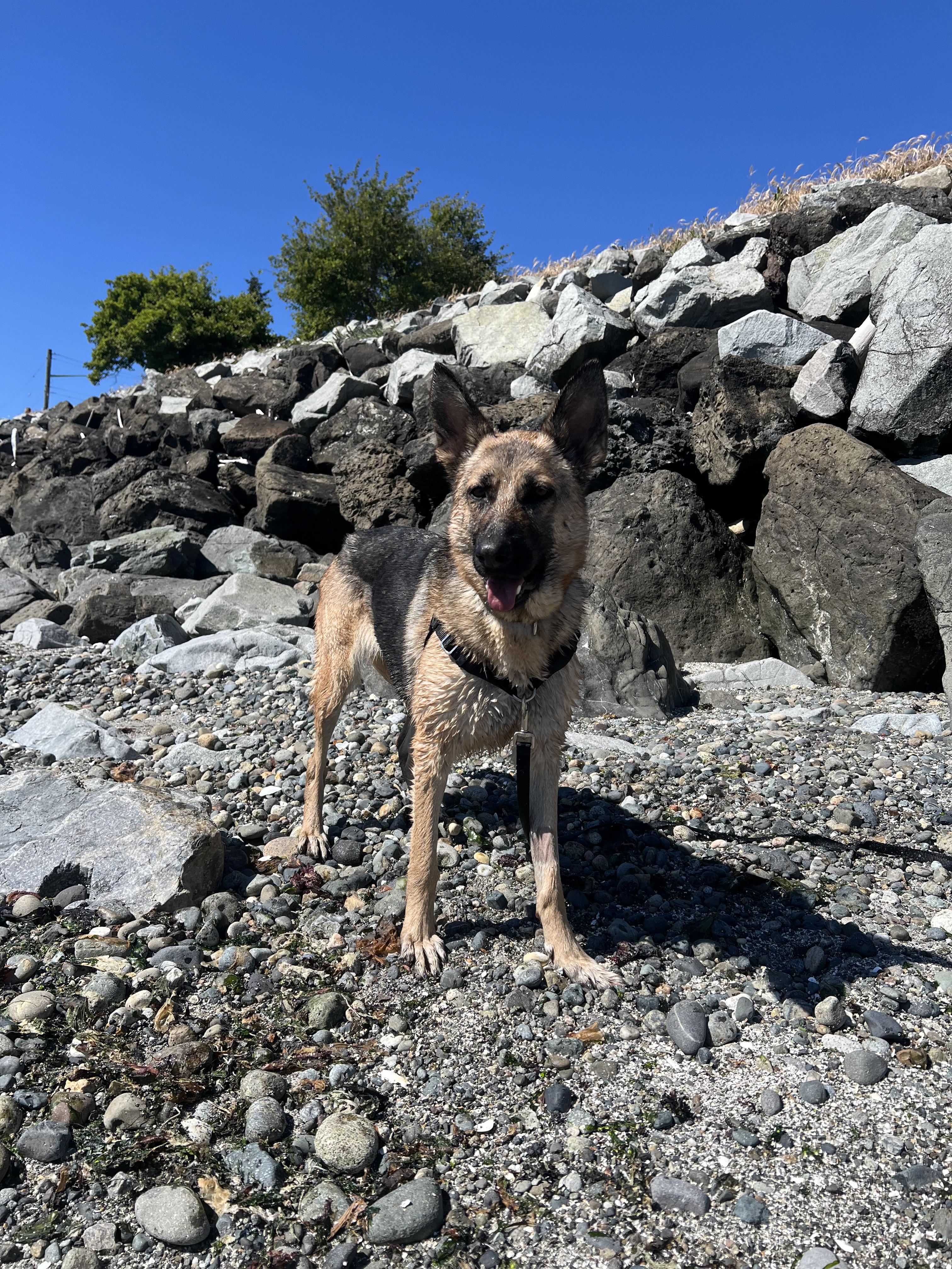 Enlarge Pookie aka Penny, a ADOPTABLE German Shepherd Dog in Seattle, WA image 5/6