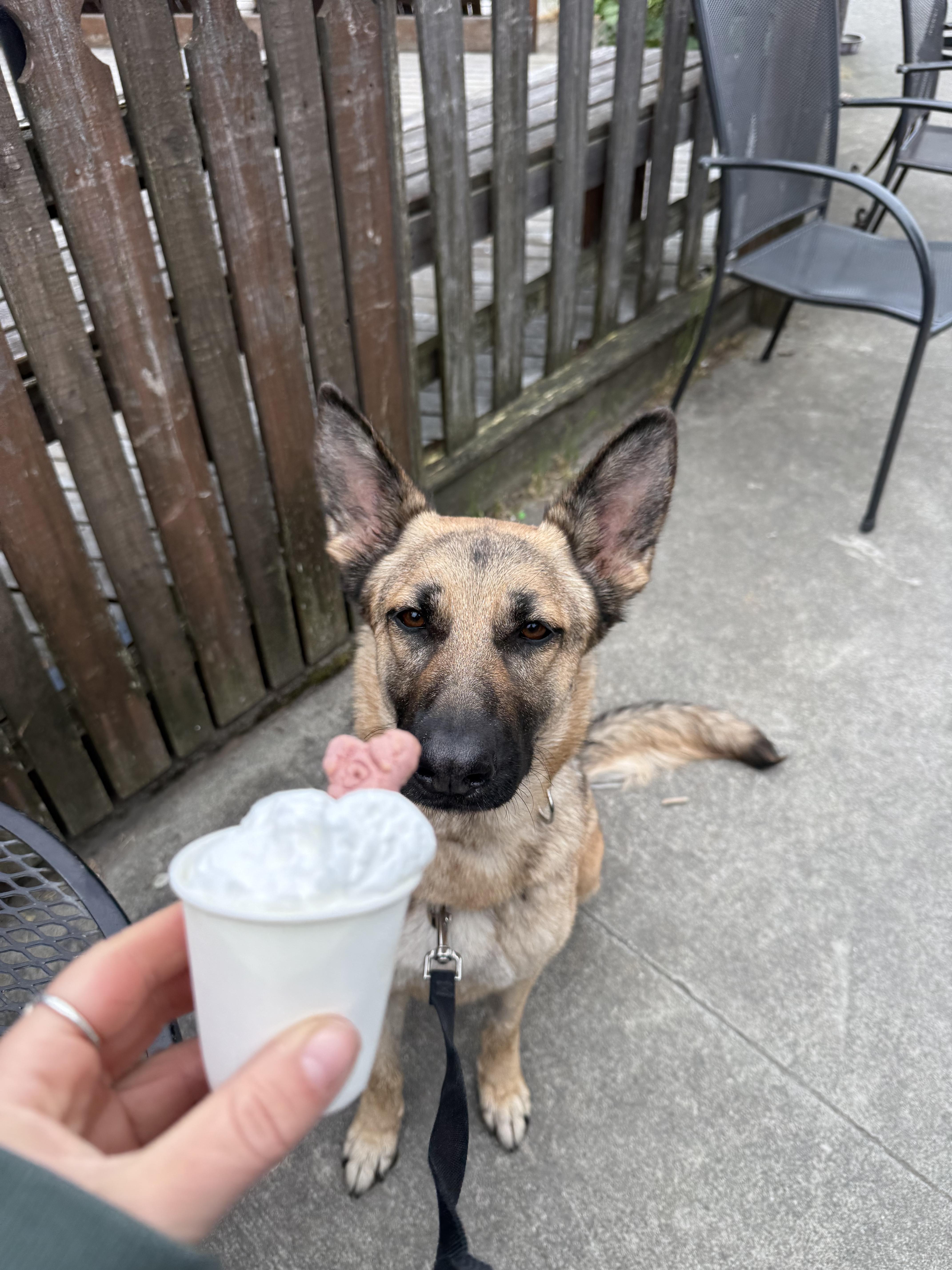 Pookie aka Penny, ADOPTABLE, Adult Female German Shepherd Dog.