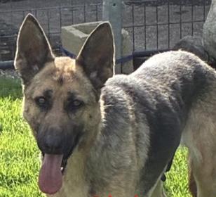 Enlarge Pookie aka Penny, a ADOPTABLE German Shepherd Dog in Seattle, WA image 3/6